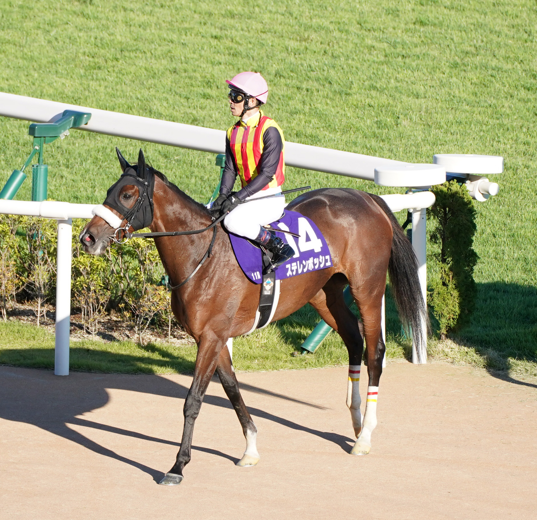 3歳以上次走報】ステレンボッシュは香港ヴァーズへ - サンスポZBAT!
