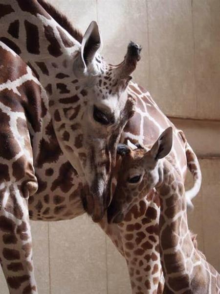 首を長くしてかわいい名前待ってます アミメキリンの赤ちゃん 長野市の茶臼山動物園 産経ニュース