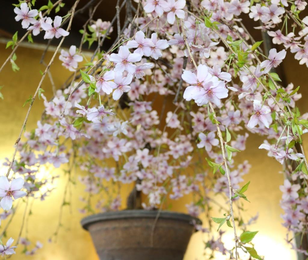 自宅で手軽にお花見…「桜盆栽」いかが - 産経ニュース