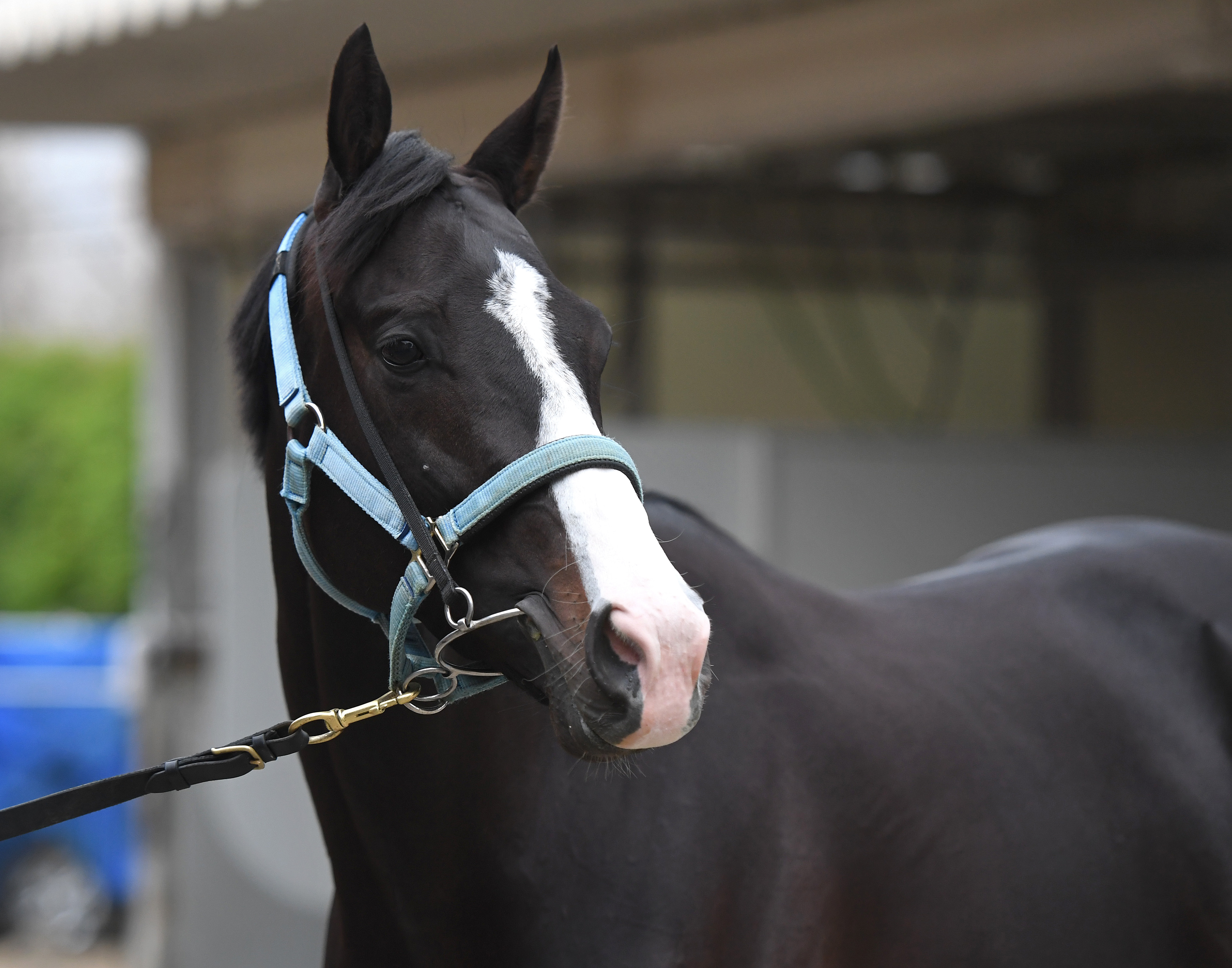 マスカレードボールは⑦枠15番、カランダガンは④枠8番 競馬のジャパン