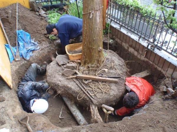 【あらかると】植木の里親活動 命受け継ぐ輪広げる - 産経ニュース