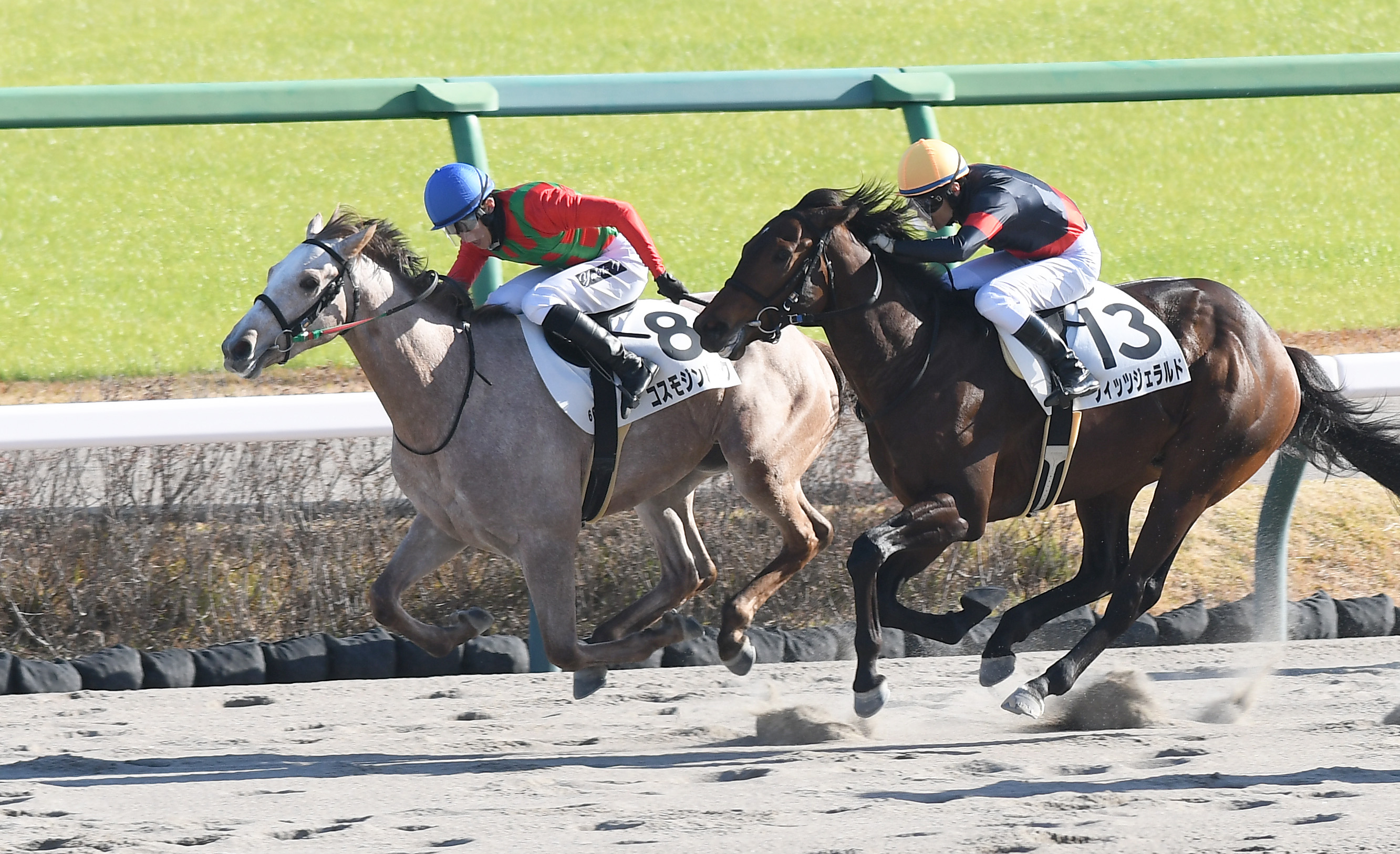 レースで実際に使用した競走馬ゼッケン16 とどい