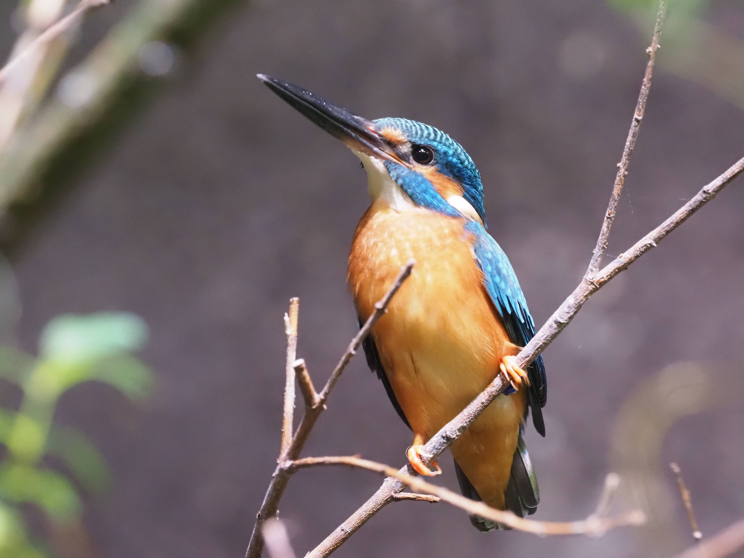 よかっぺ飼育日記】カエルの冬眠 ゲンゴロウも多数展示 アクアマリン