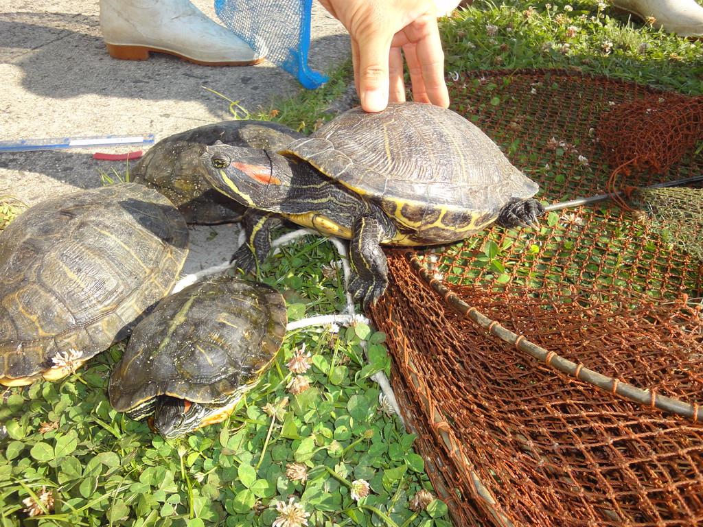 松江城 お堀の外来種カメ大幅減 捕獲作戦が成果 イザ