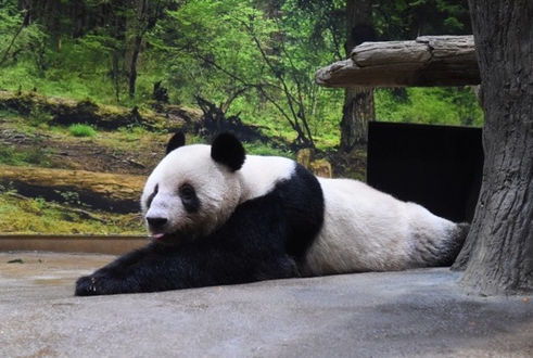 日本からパンダが消えるのか どうなる上野動物園での飼育 東京都要望も