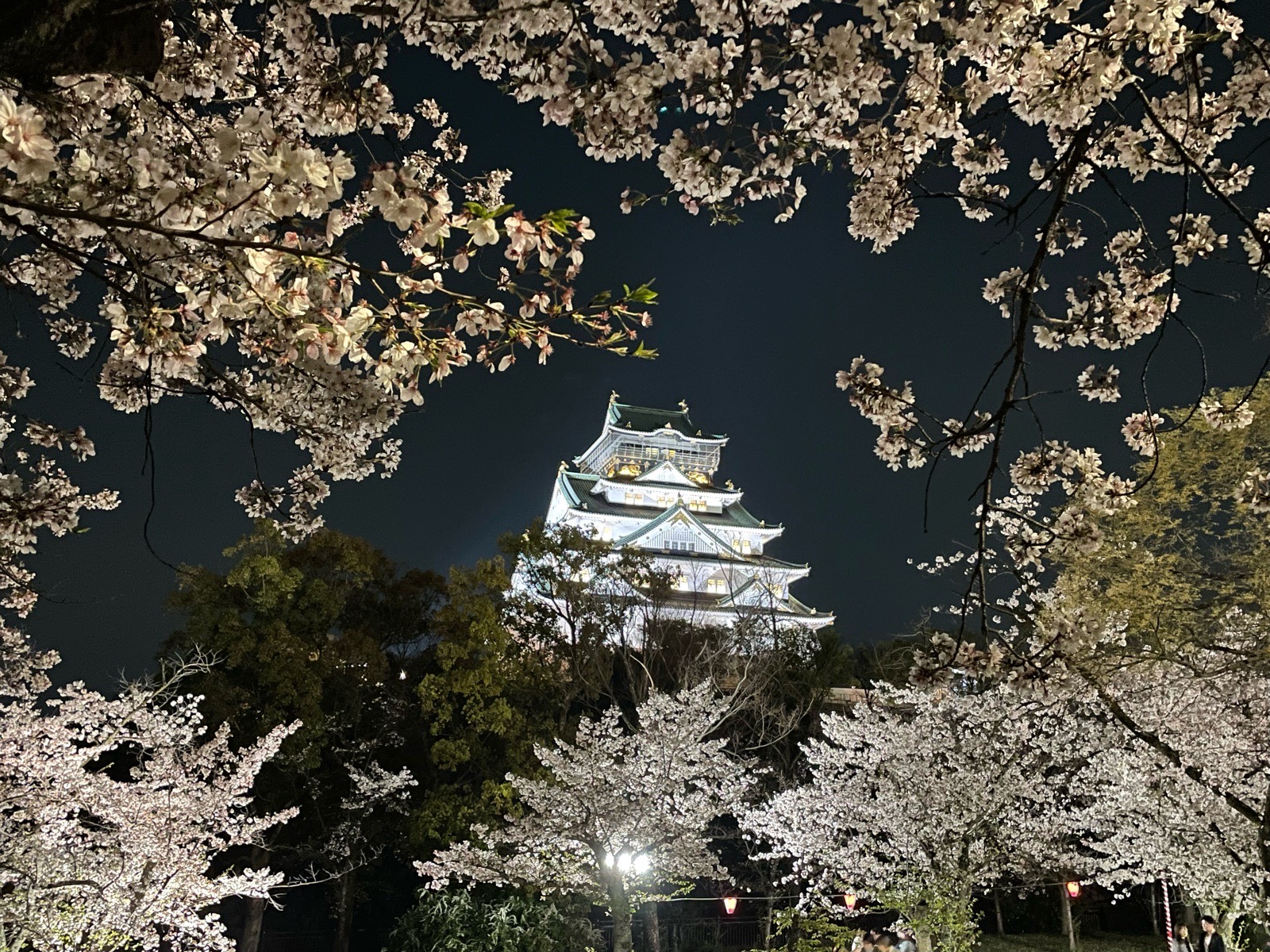 Cherryさま専用4月（原画）花がささやく春夜 ほか　6点おまとめ 読者投稿「ふぉとぷらざ」4月 咲き誇る夜桜 - 産経ニュース