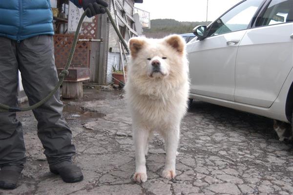 青森のブサかわ犬 わさお は育ての母の遺言を守った 記者の胸は熱くなった でも気になる今後 1 5ページ 産経ニュース