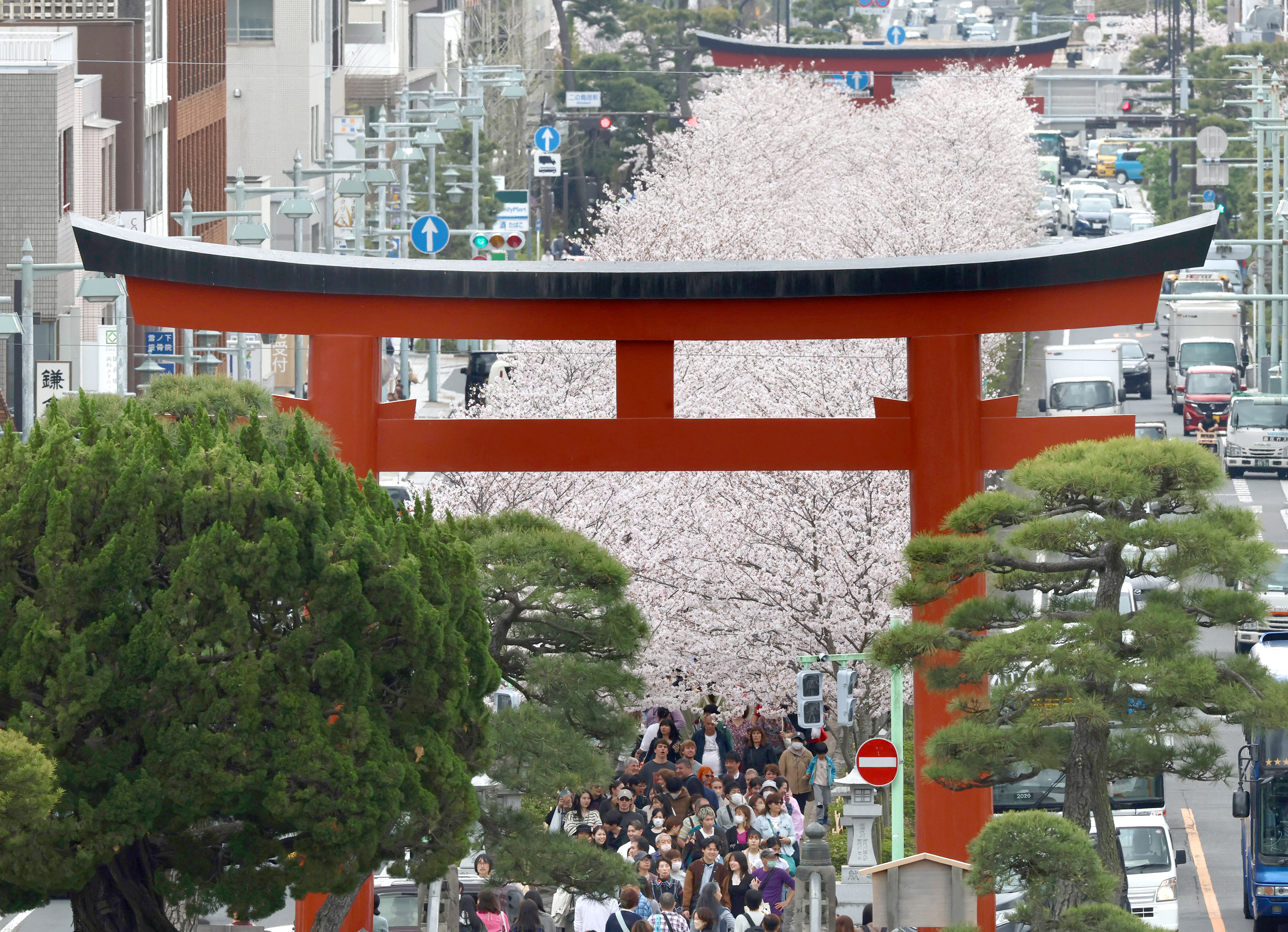 サクラに覆われた参道 鎌倉・鶴岡八幡宮 桜便り2024（写真・画像
