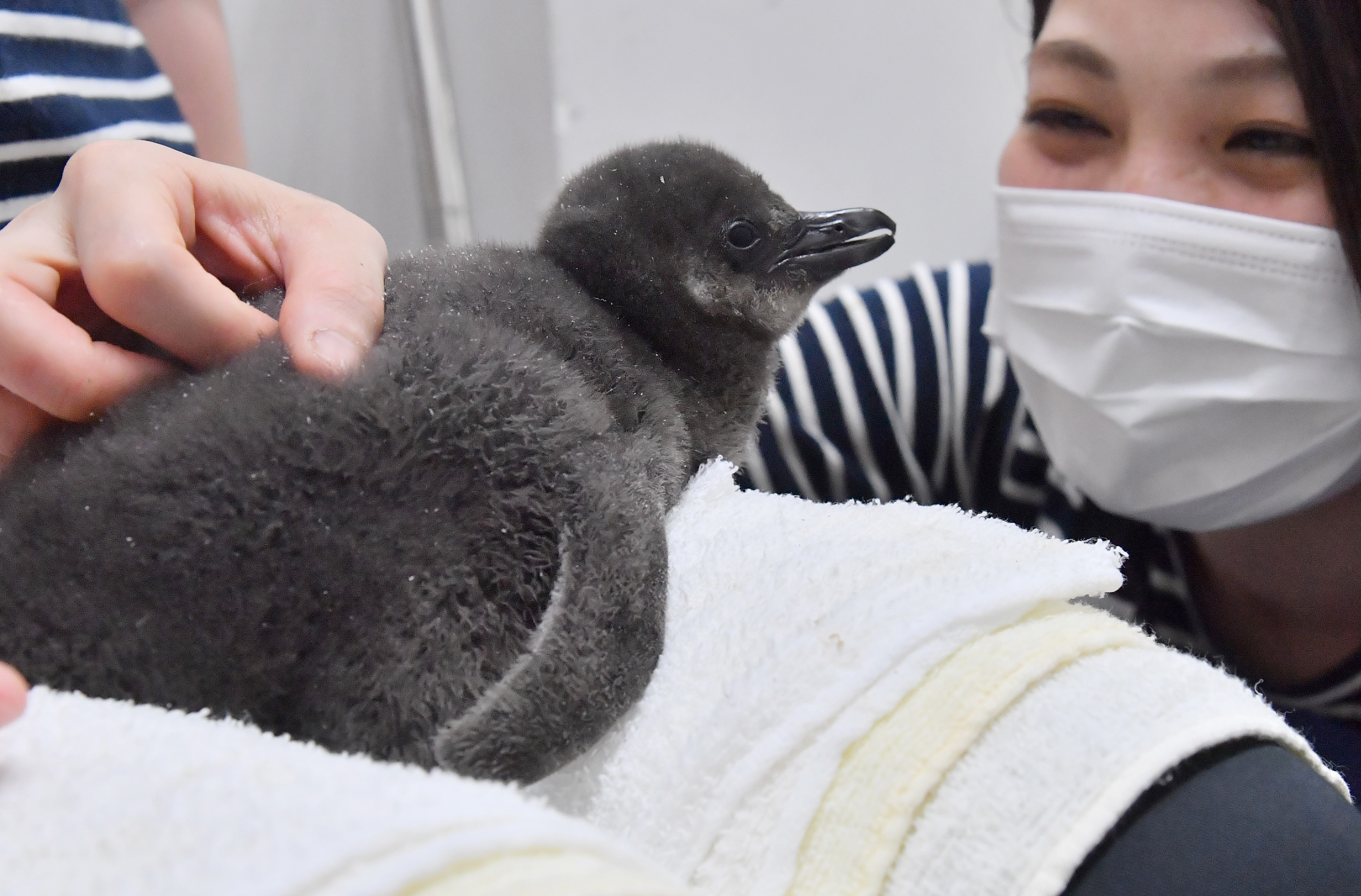 極寒の氷原、赤ちゃん誕生 動物奇想天外 タテゴトアザラシ