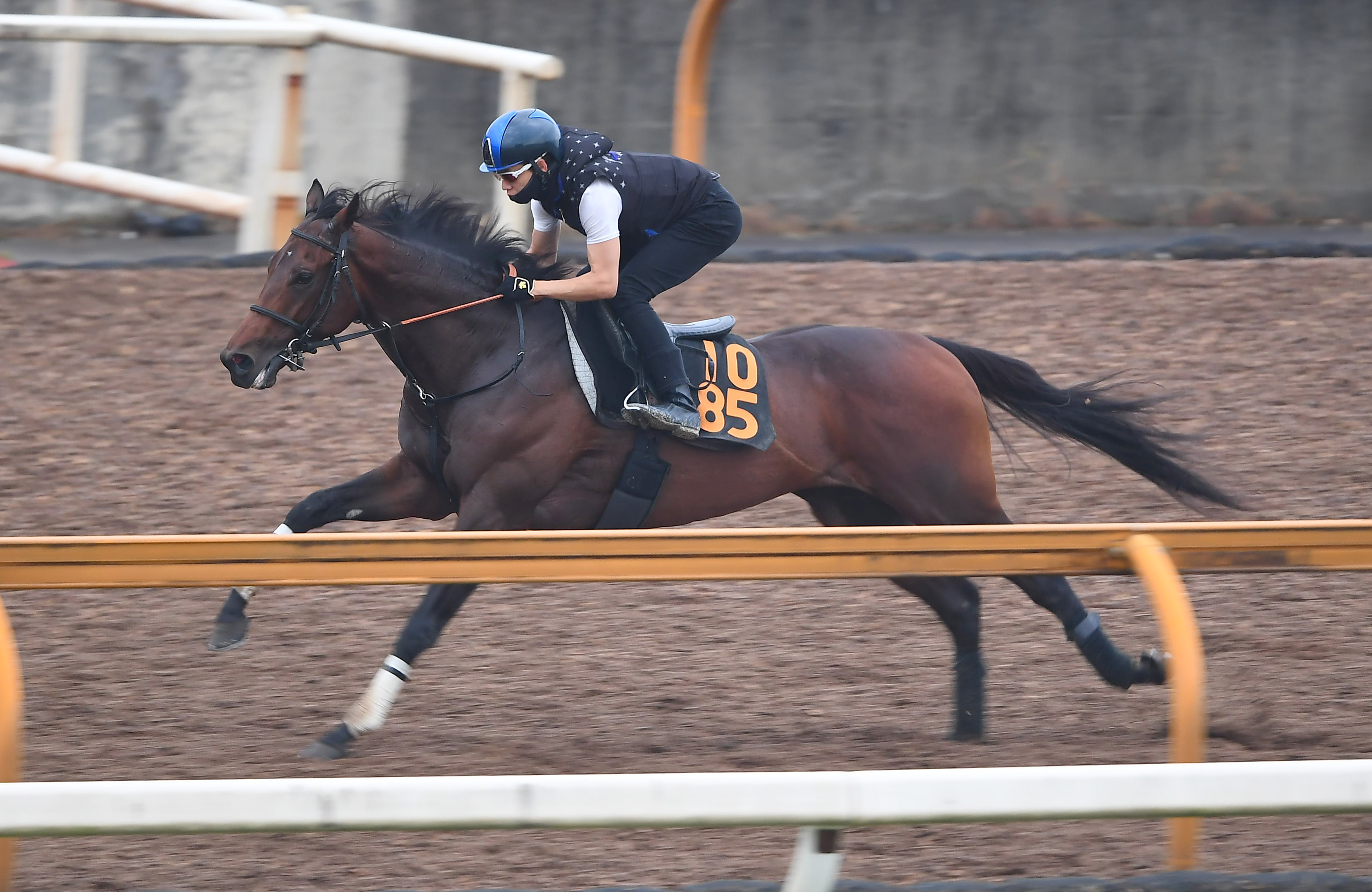 【神戸新聞杯】ハーツコンチェルトは栗東入りから２週間経過して ...