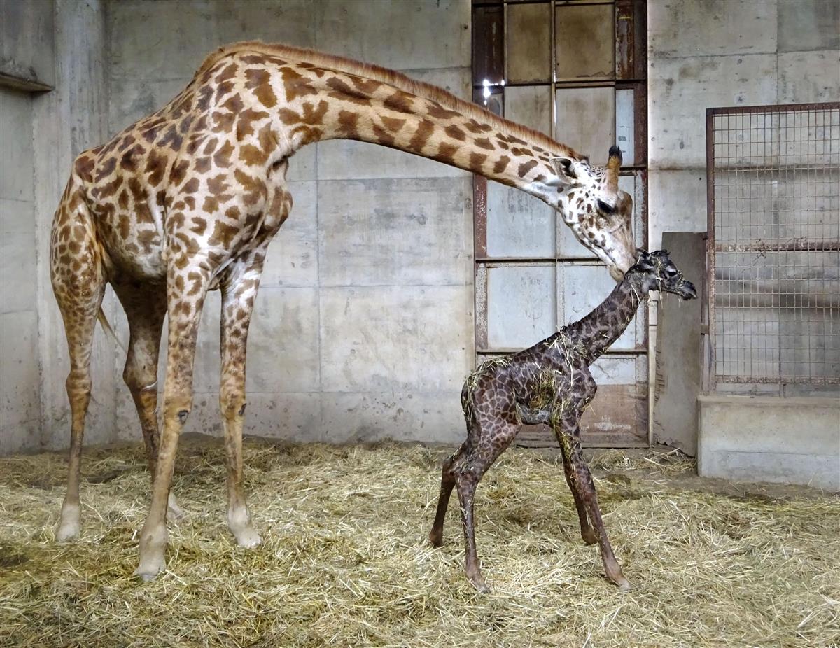 マサイキリンの赤ちゃんすくすく 宮崎の動物園 愛称を募集 産経ニュース