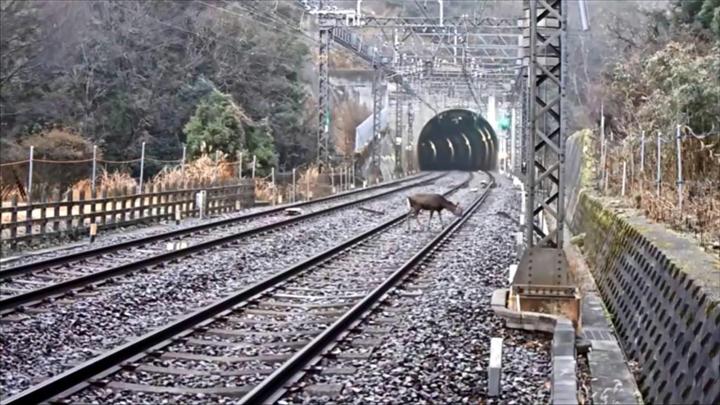 電車と動物の衝突事故 鉄道各社苦慮 損害は年間数千万円 イザ