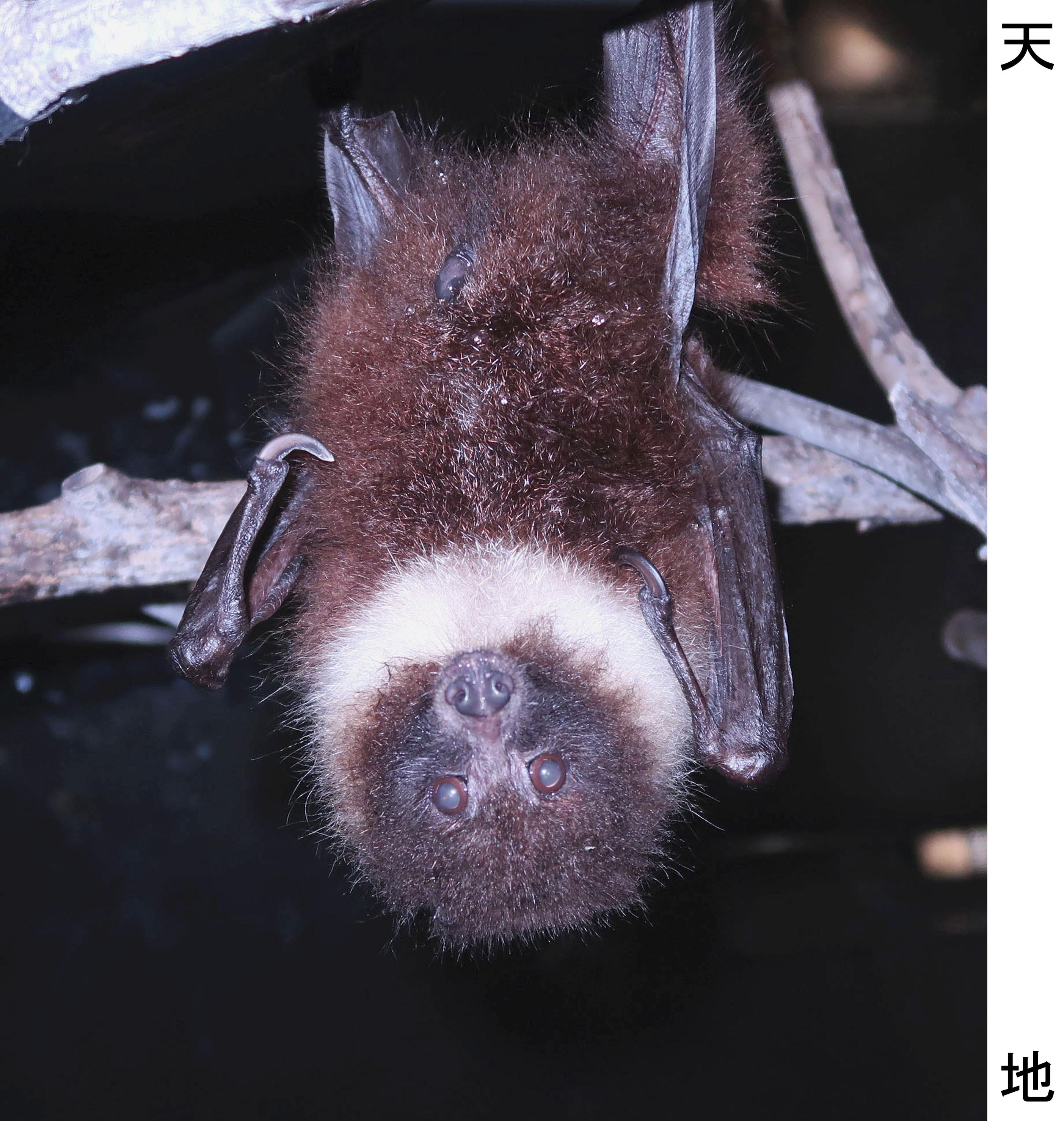 鹿児島・平川動物公園でエラブオオコウモリ死ぬ 絶滅危惧種で国内飼育