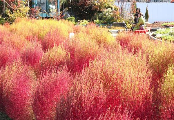 うめきたガーデン 季節外れコキア紅葉 華やかに燃える 冬 演出 産経ニュース