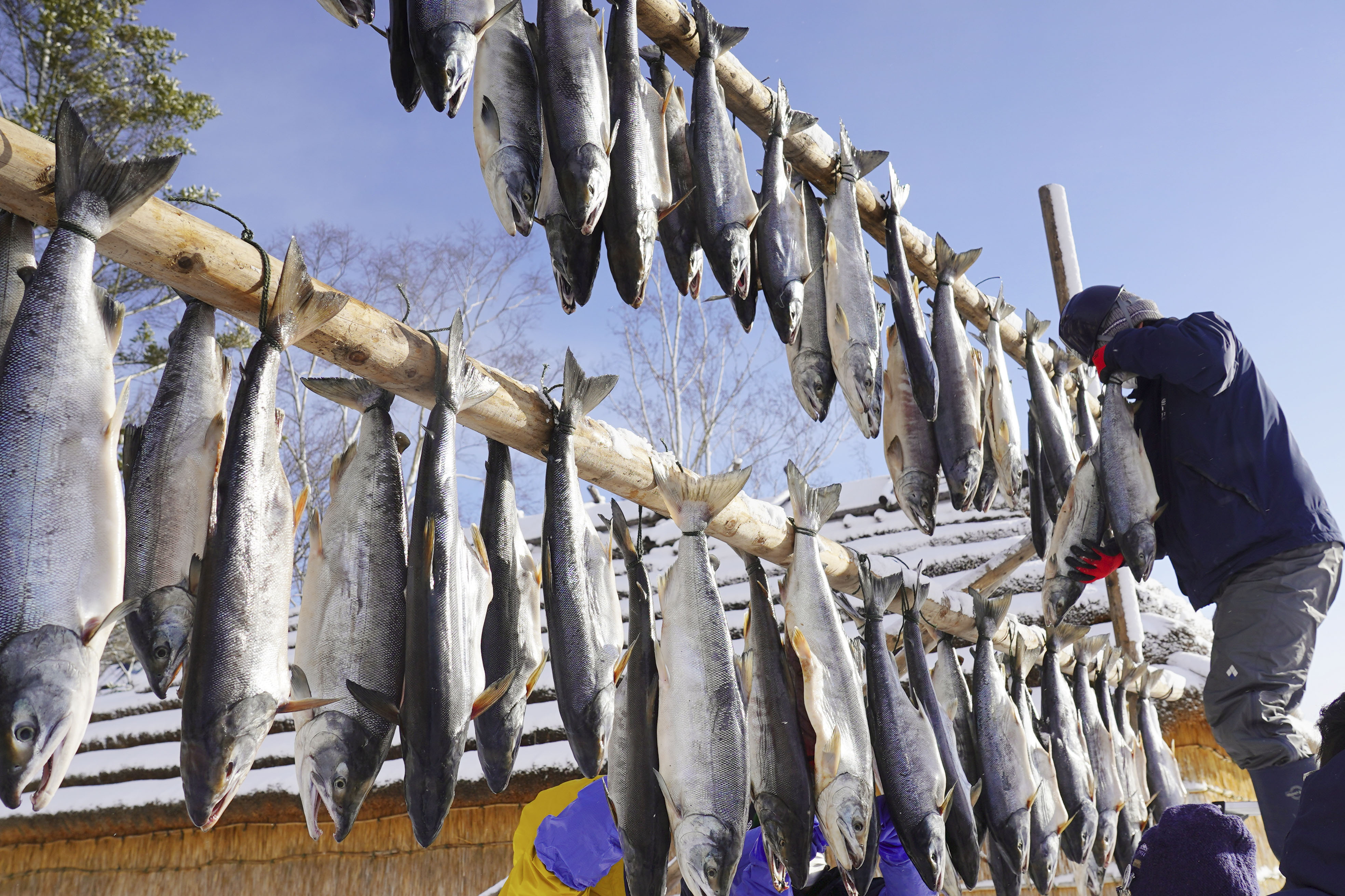 寒風の中 サケずらり アイヌ伝統の保存食作り - 産経ニュース