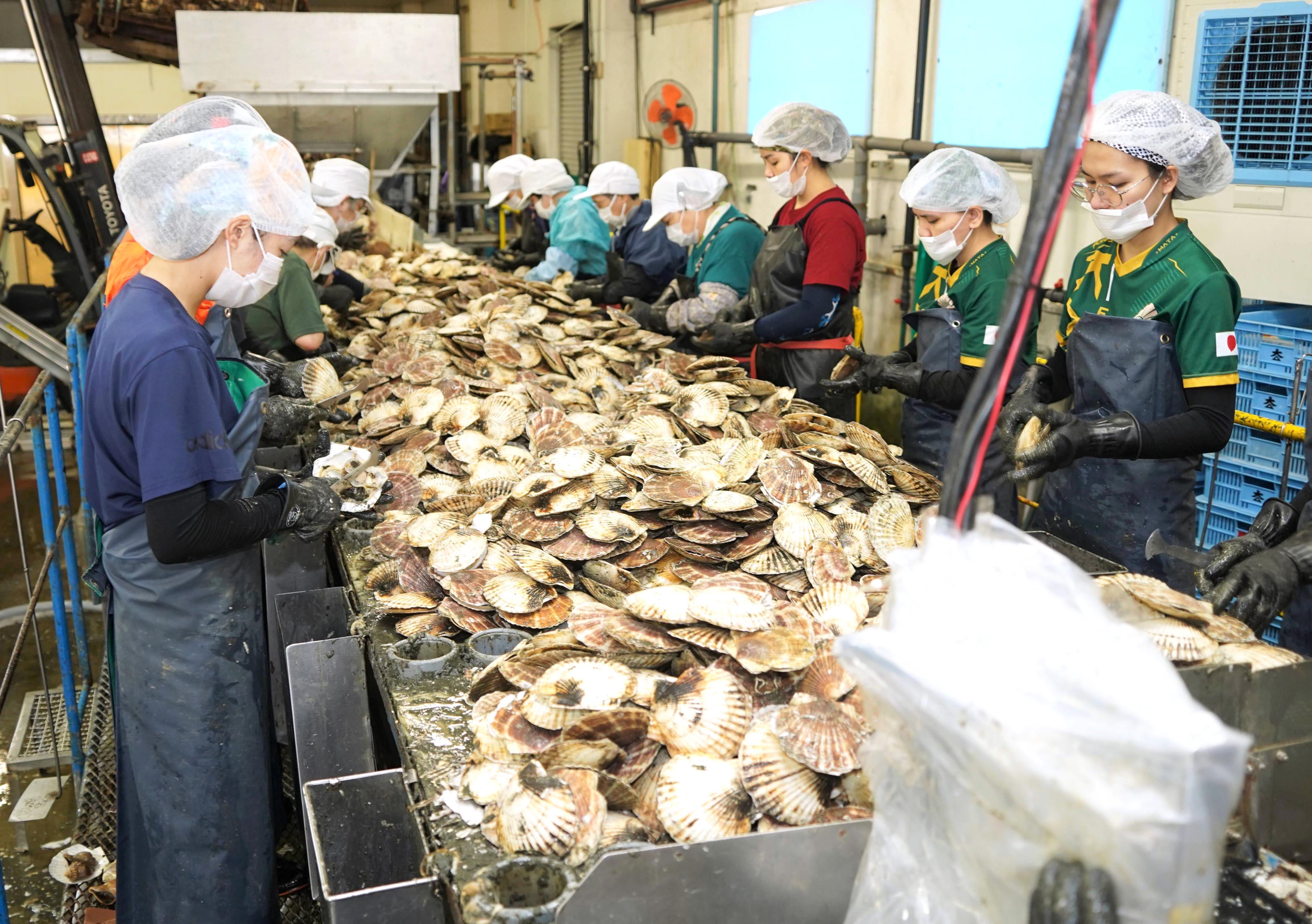 中国、水産物449種の輸入許可 日本のマグロやホタテ、カニなどHP