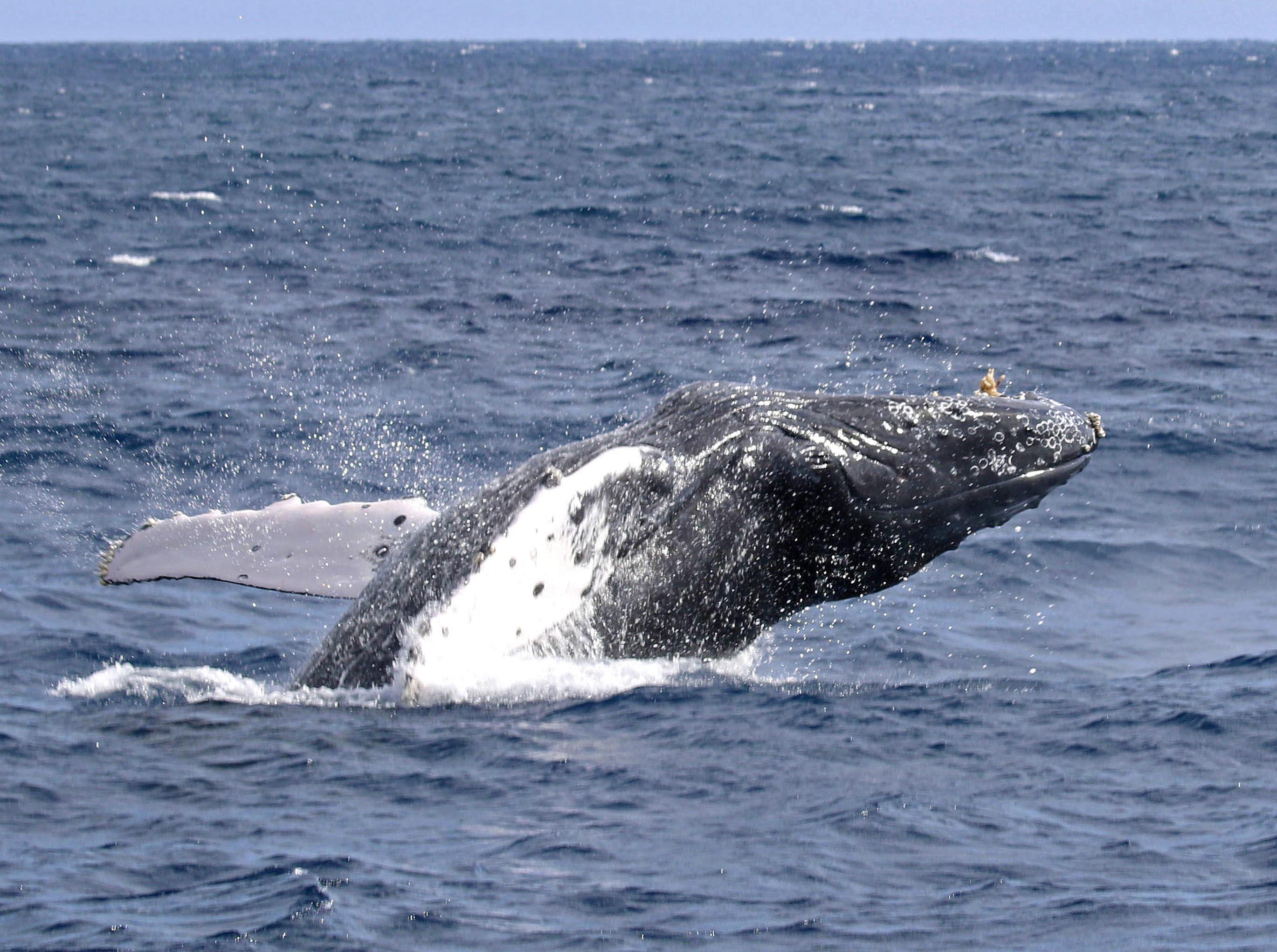 ウエカツ流サカナ道一直線 ５５ 海の野生が呼び覚ます喜び 産経ニュース