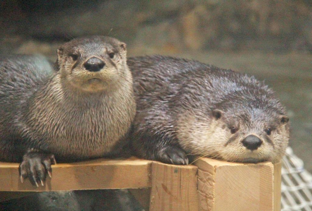 FIGHT9日和】カナダカワウソのその後 プールを一新、ますます
