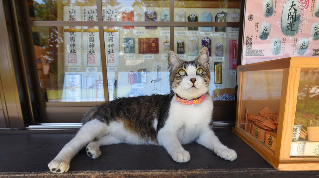 御朱印巡り 平和祈念 看板猫がお出迎え 山梨県護国神社 1 2ページ 産経ニュース