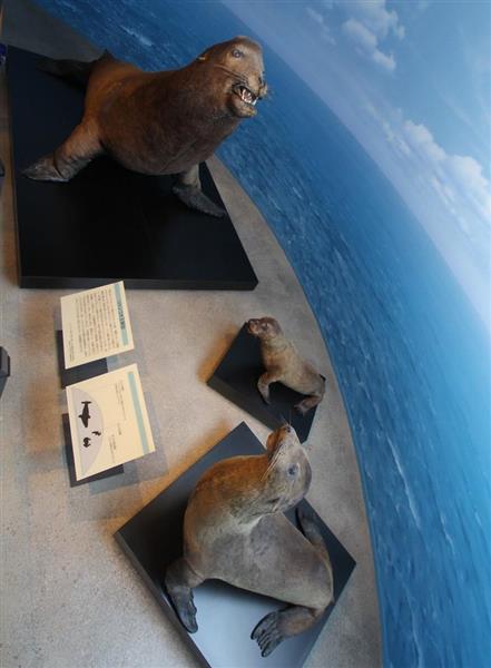 ここにある 竹島 ニホンアシカの剥製 かつての漁のあかし 島根県立三瓶自然館サヒメル 1 2ページ 産経ニュース