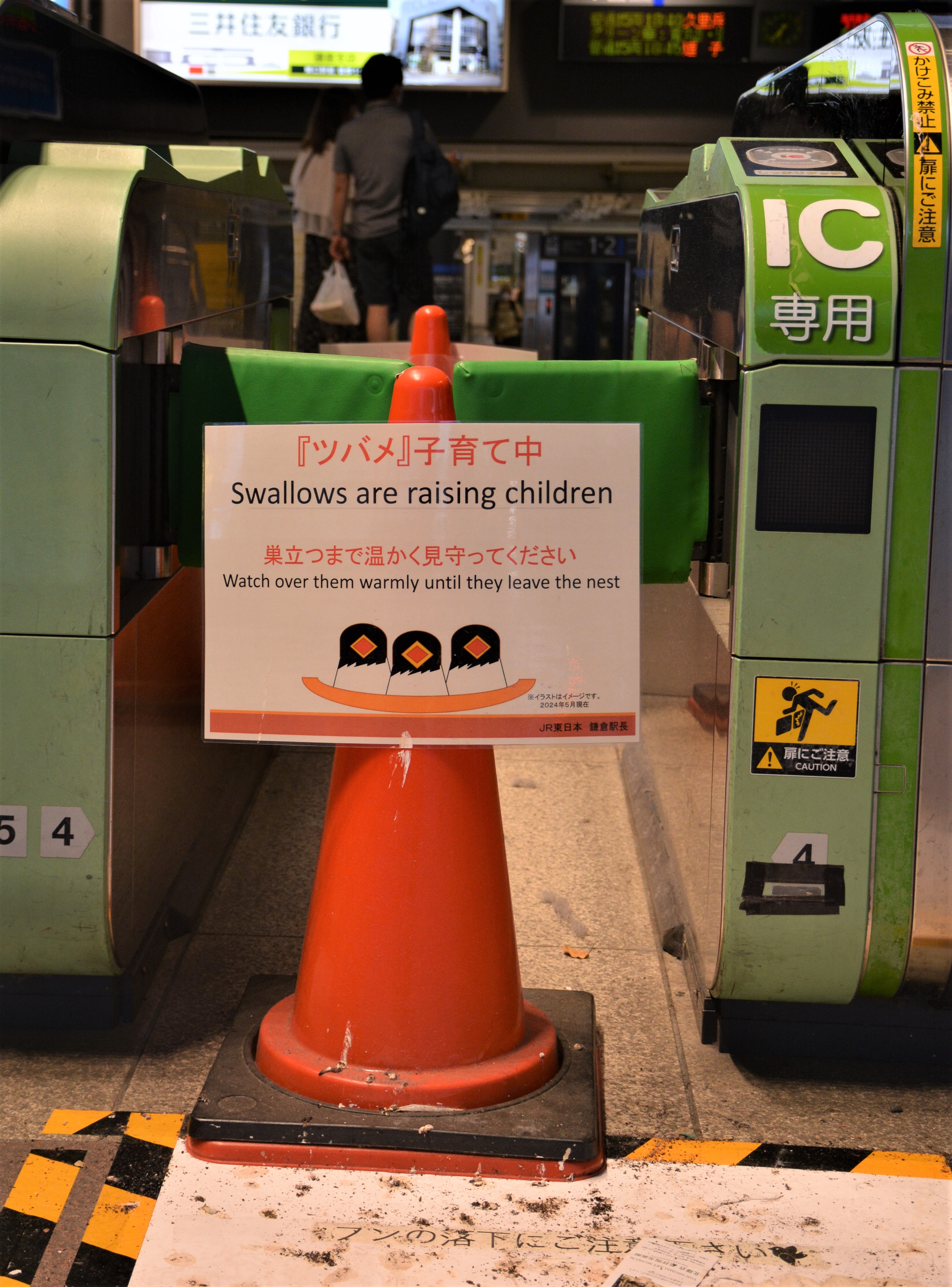 JR鎌倉駅でツバメが子育て 「温かく見守って」巣の真下の自動改札を