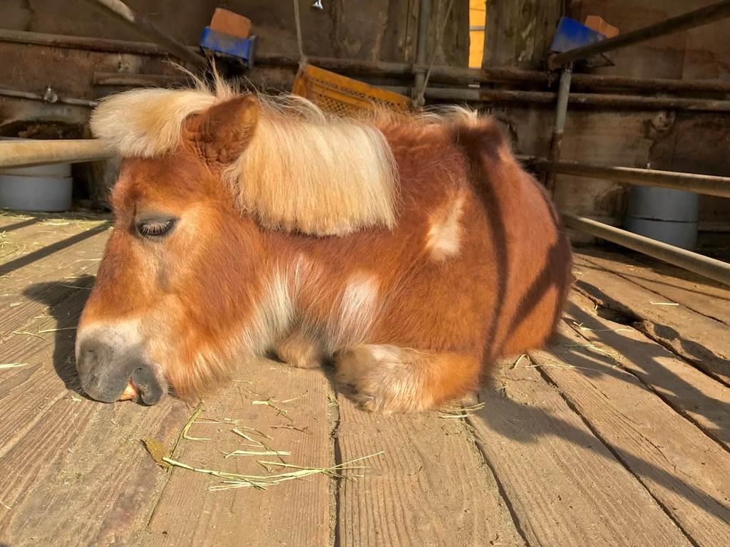 長野 須坂市動物園 飼育員日誌 ポニーの 金太郎 立髪パッツンでマイペース 産経ニュース