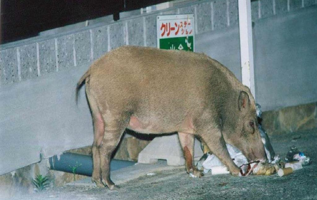 兵庫のイノシシ被害が全国最多 餌やりの罪 1 4ページ 産経ニュース