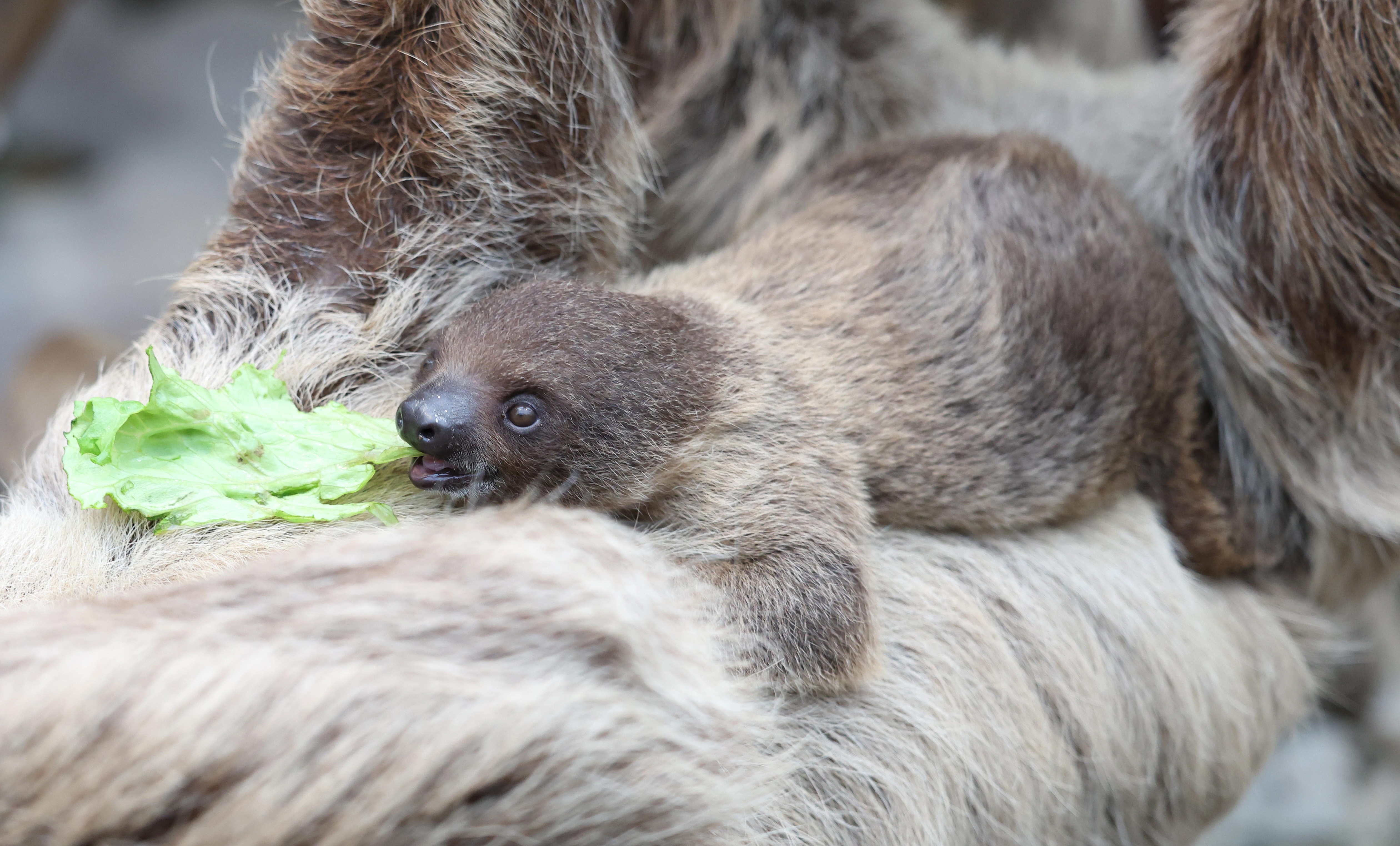 ナマケモノページ② 動画】お母さんのおなかの上で成長中 ナマケモノの赤ちゃん「コタツ