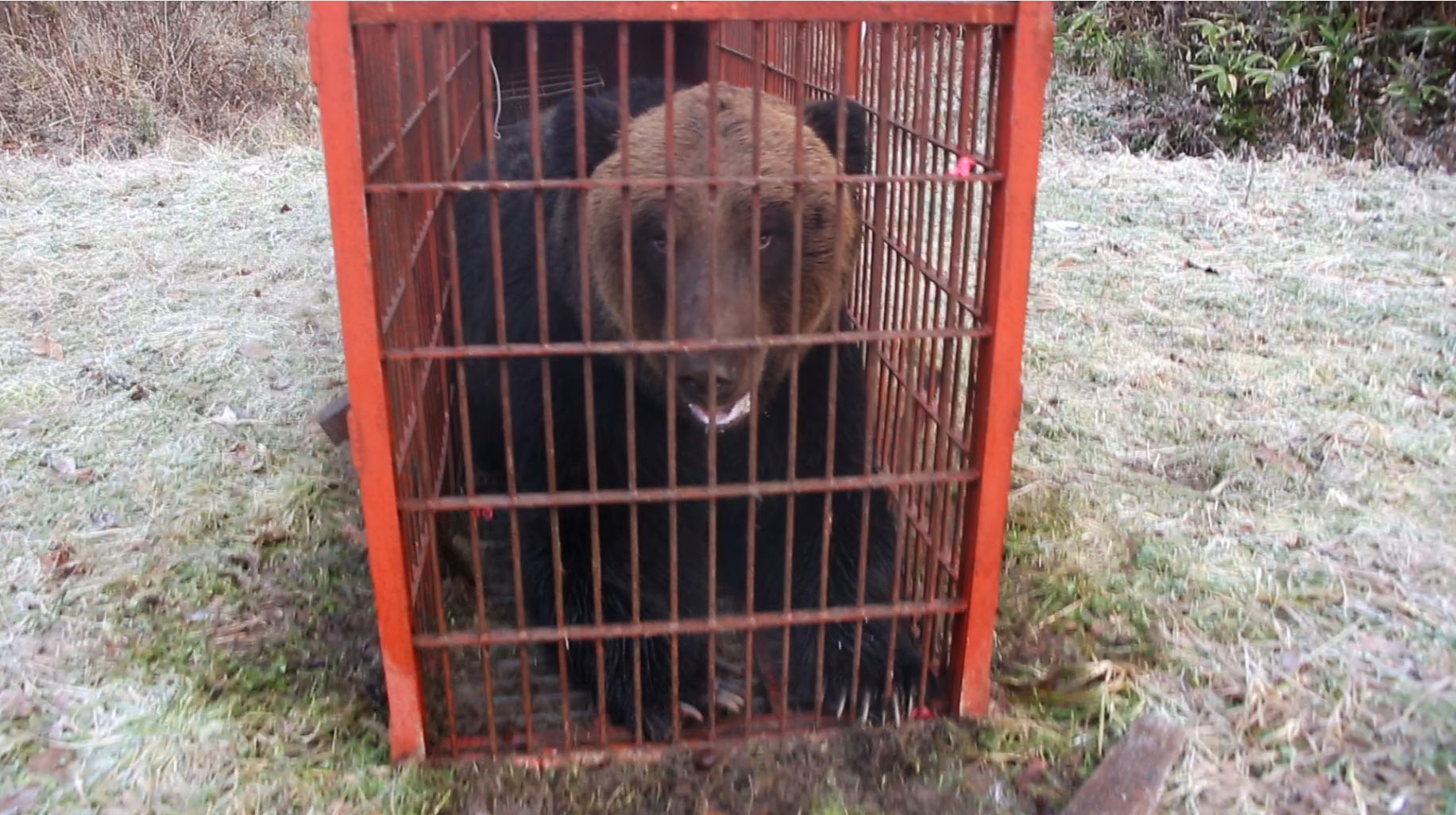北海道苫前町で380キロ巨大ヒグマ捕獲 夏以降、複数回確認された個体か