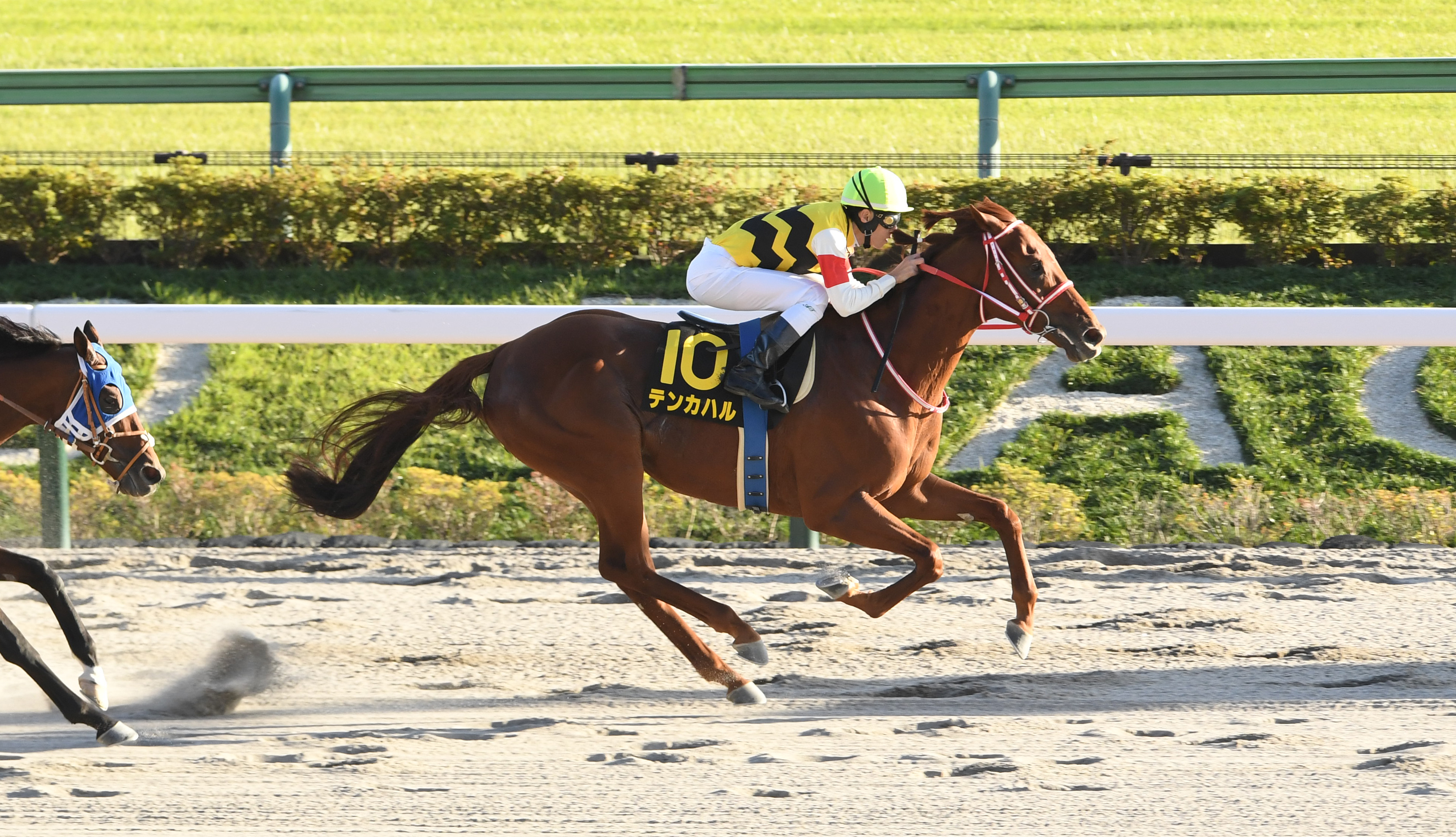 【ブラジルＣ】テンカハルが後方から豪快に追い込み快勝