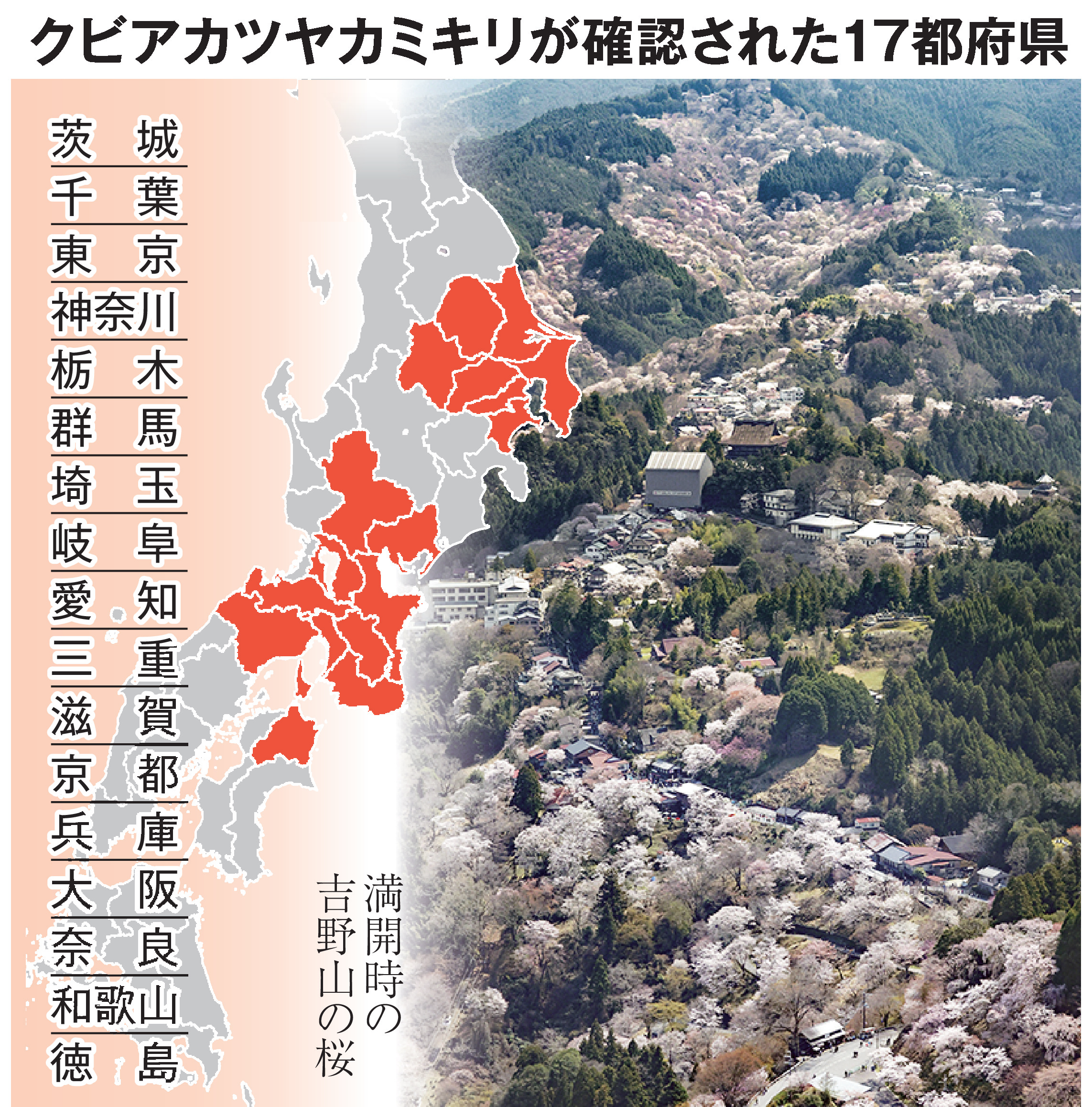 吉野の桜に外来昆虫襲来危機〝フラス〟を確認「思いのほか広がっている