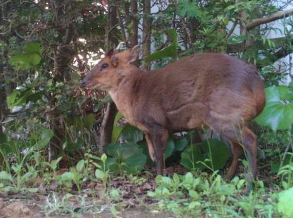 農作物食い荒らす外来生物「キョン」の生態ＧＰＳで解明 千葉県