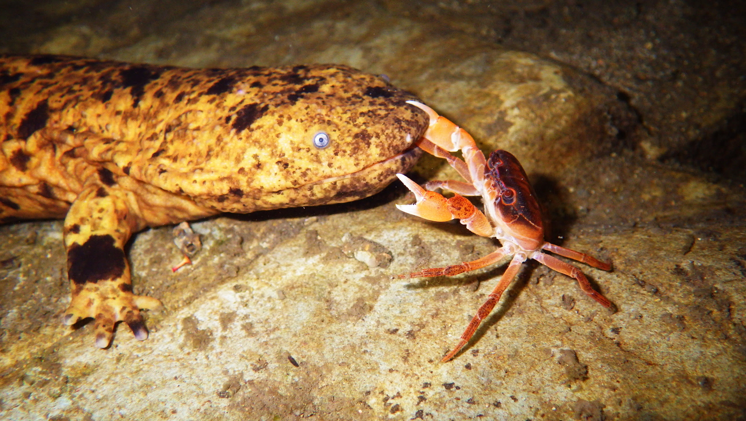 生きた化石」の謎に新たな知見 オオサンショウウオ生態 胃に生き餌閉じ込め、異物嘔吐 - 産経ニュース