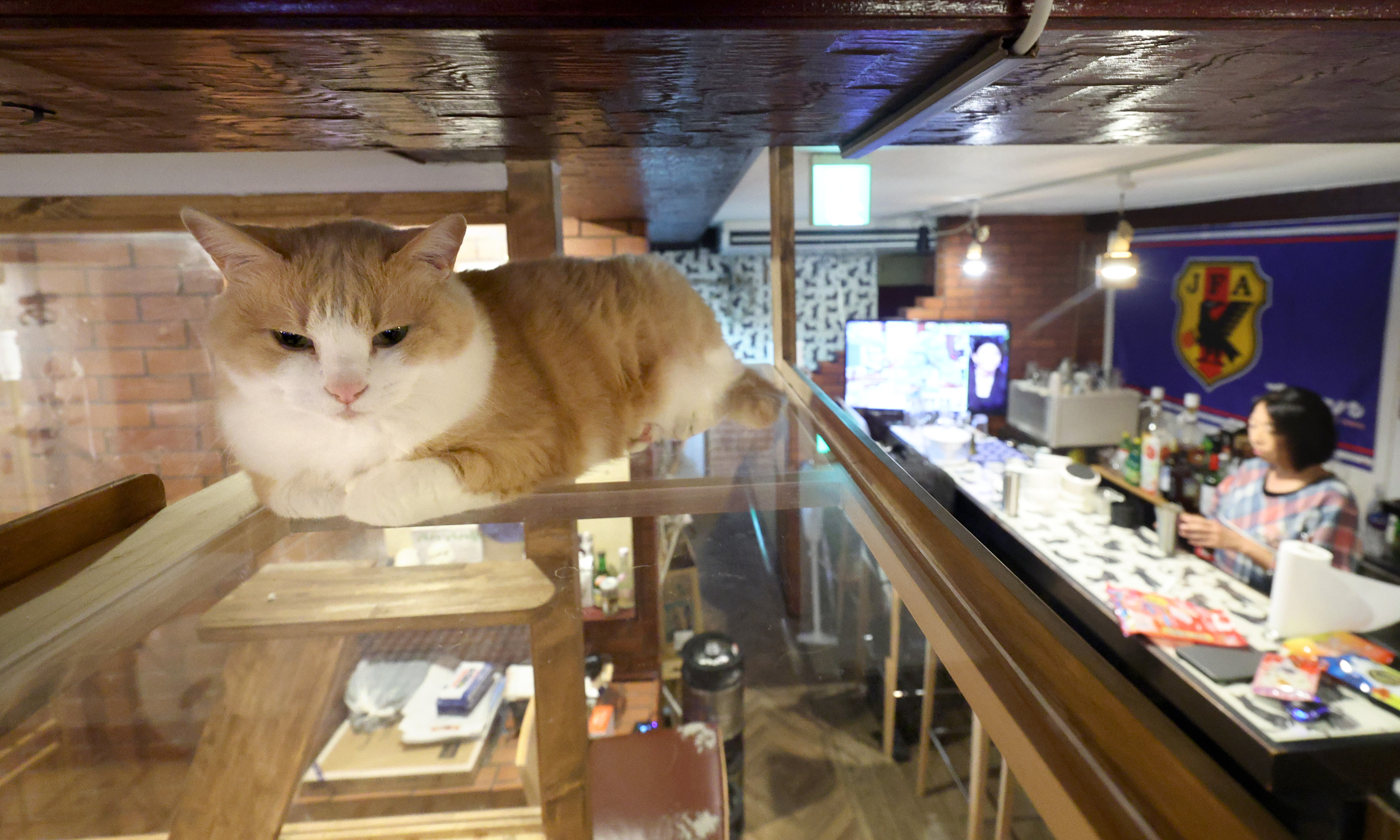 動画】3匹の看板猫がおもてニャし 香箱座りを下から眺められる居酒屋
