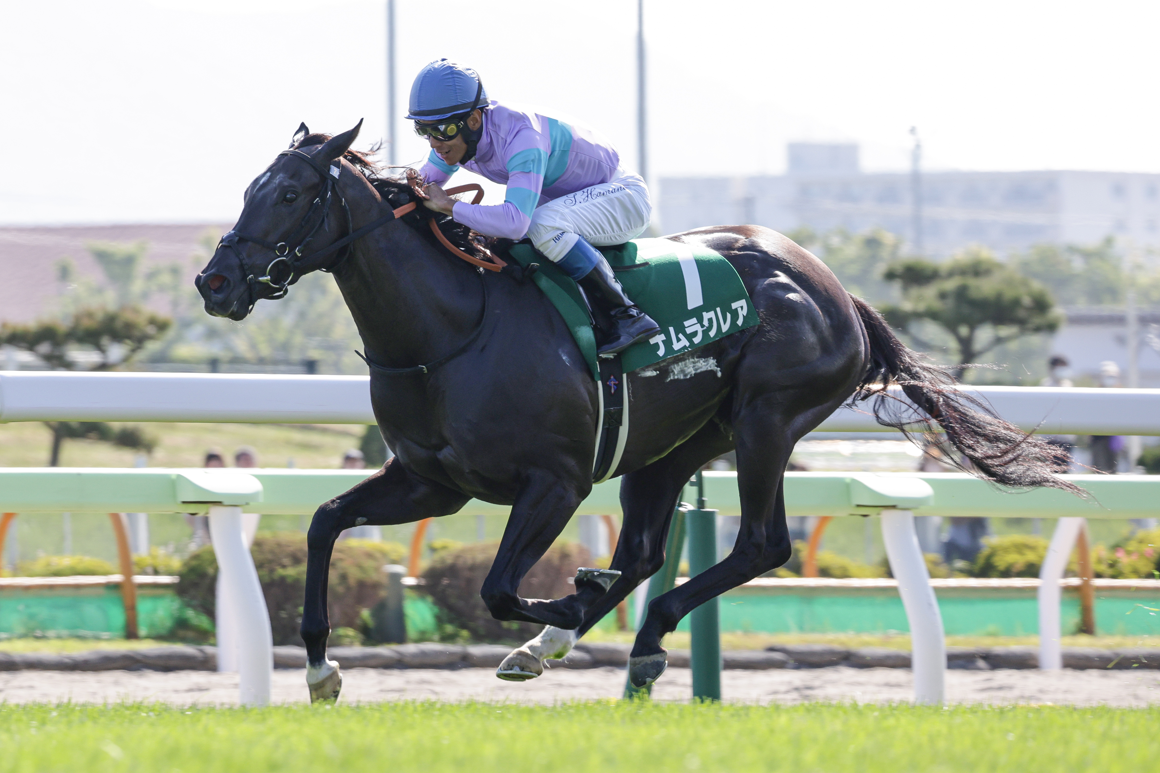 函館スプリントSの注目点】ナムラクレア牝馬初の5年連続JRA重賞