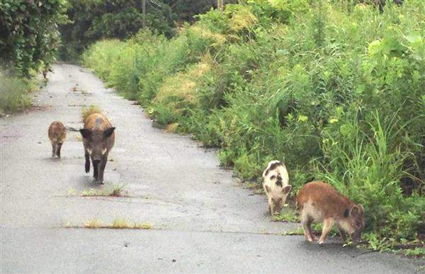 ｚｏｏｍ東北 福島発 イノブタ大繁殖 は誇張 被災地で初の遺伝子分析 1 2ページ 産経ニュース