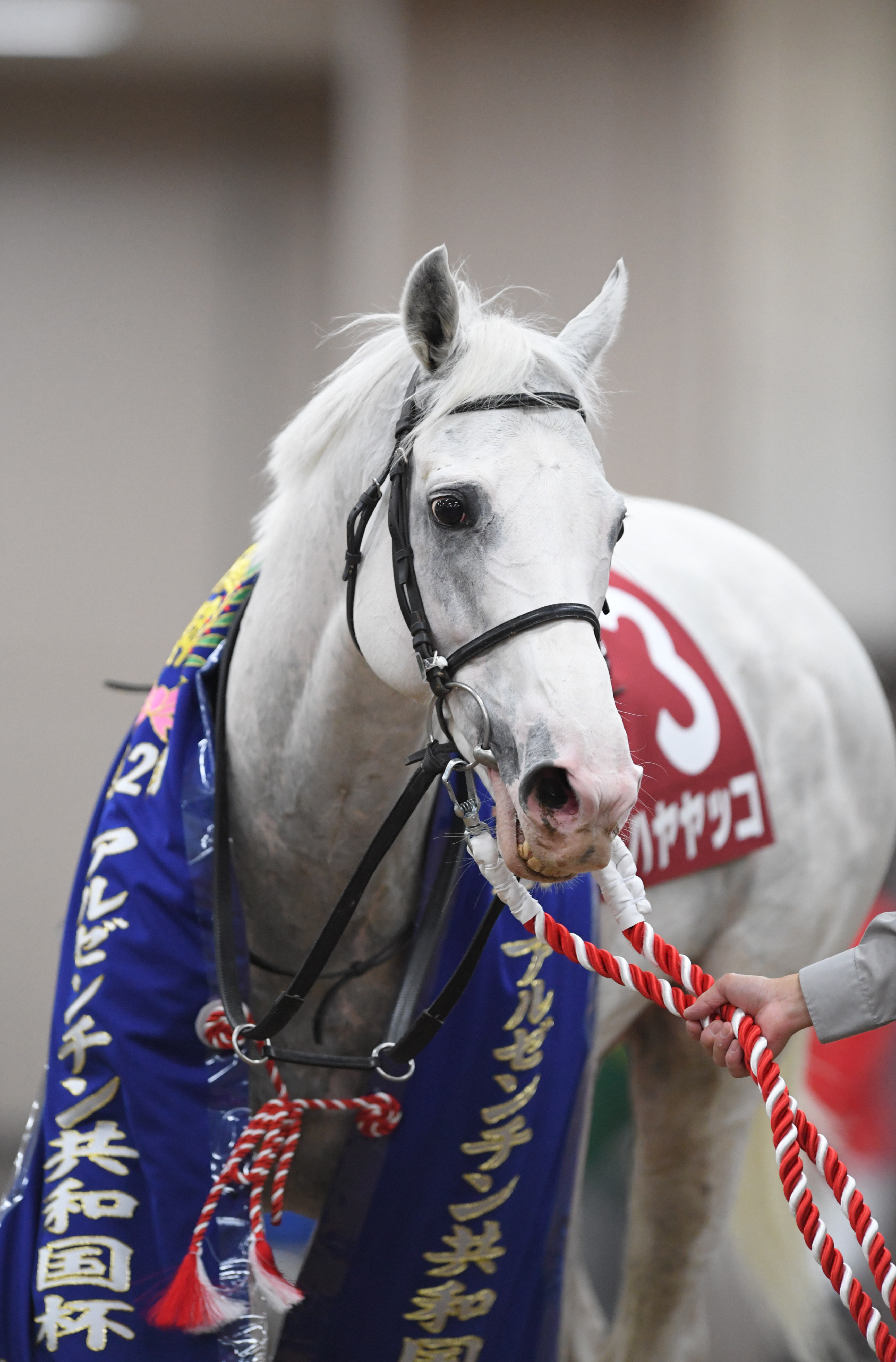 重賞3勝のハヤヤッコが競走馬登録を抹消 - サンスポZBAT!