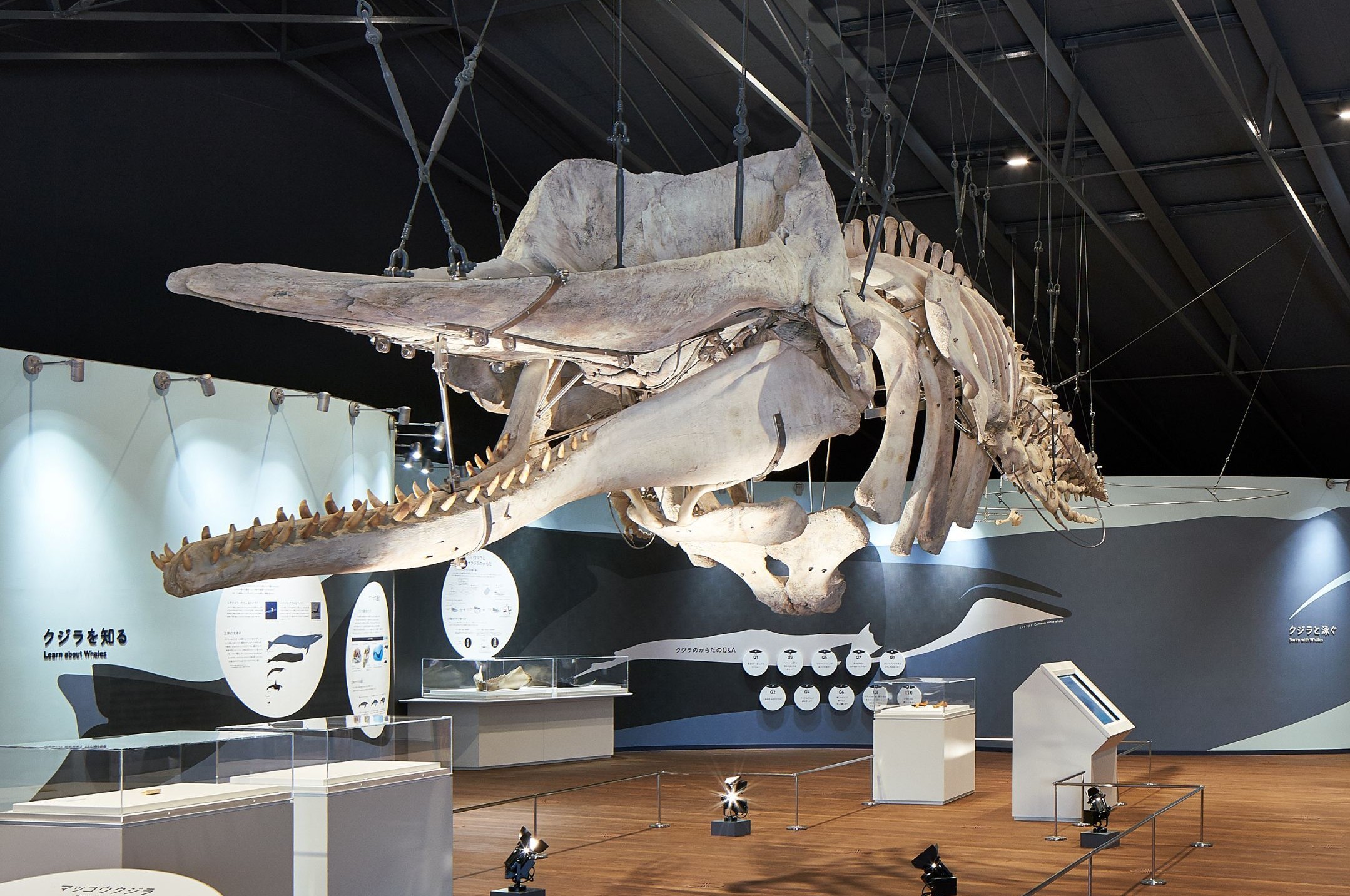 【美品】マッコウクジラの歯　標本　骨格標本　コレクション　インテリア IMG_0613_1024x1024.jpg?v=
