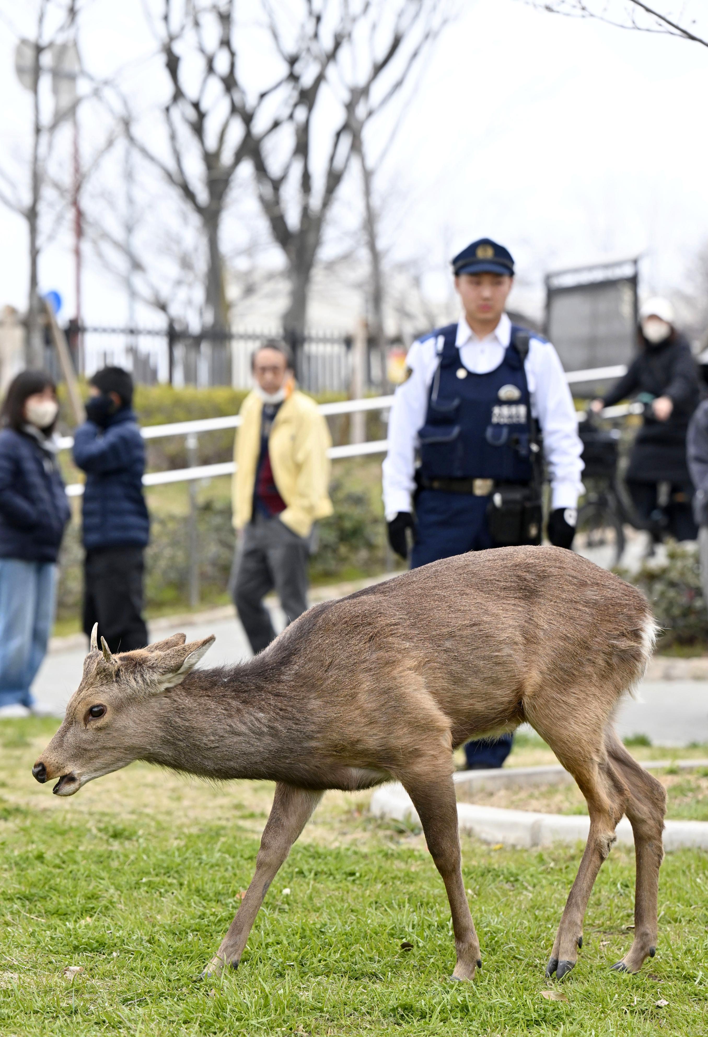 大阪市の公園にシカ現る 奈良公園から放浪か、目撃情報相次ぐ（写真