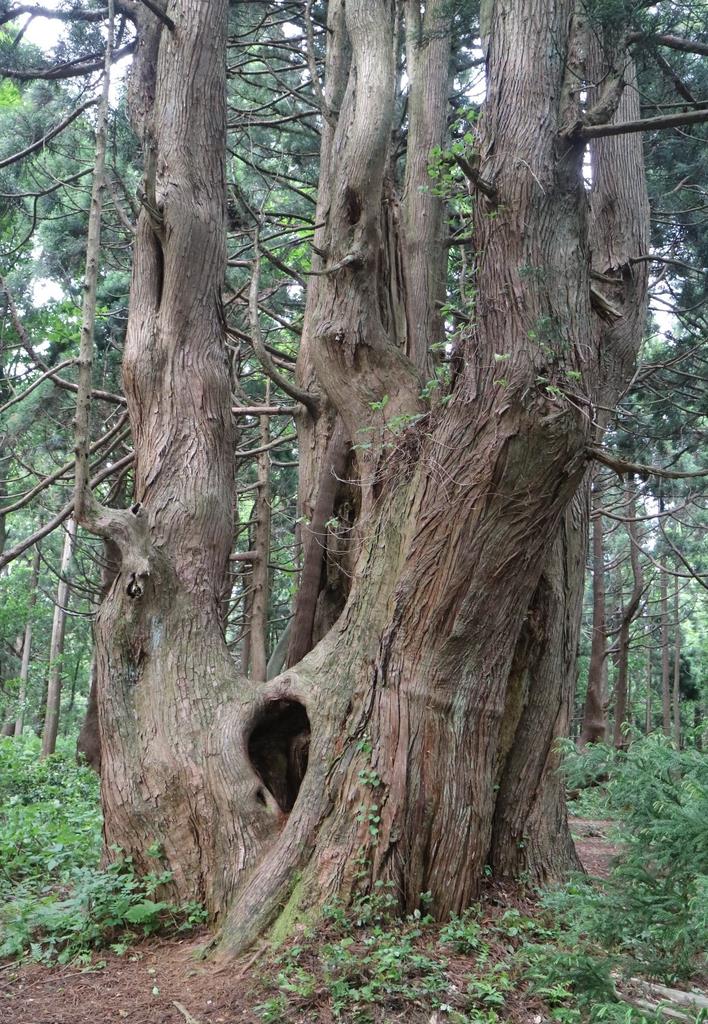 大人の遠足】山形・最上峡「幻想の森」 樹齢1000年超の巨木