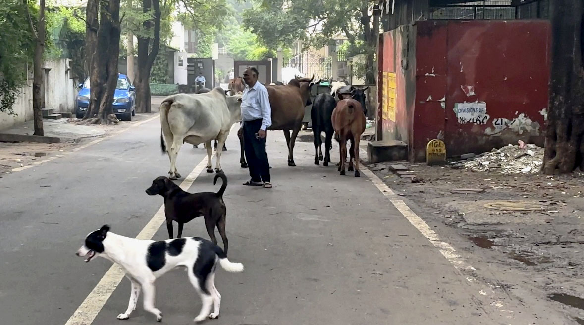 すべての野良犬を収容せよ」インド最高裁が狂犬対策 施設で不妊手術し