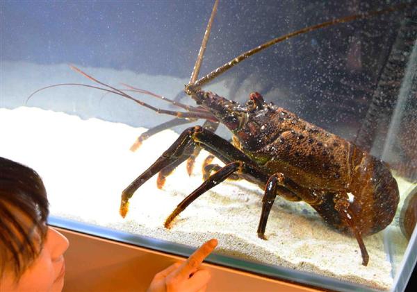 重さ2．33キロの巨大伊勢エビが登場 通常の約10倍、鳥羽水族館で