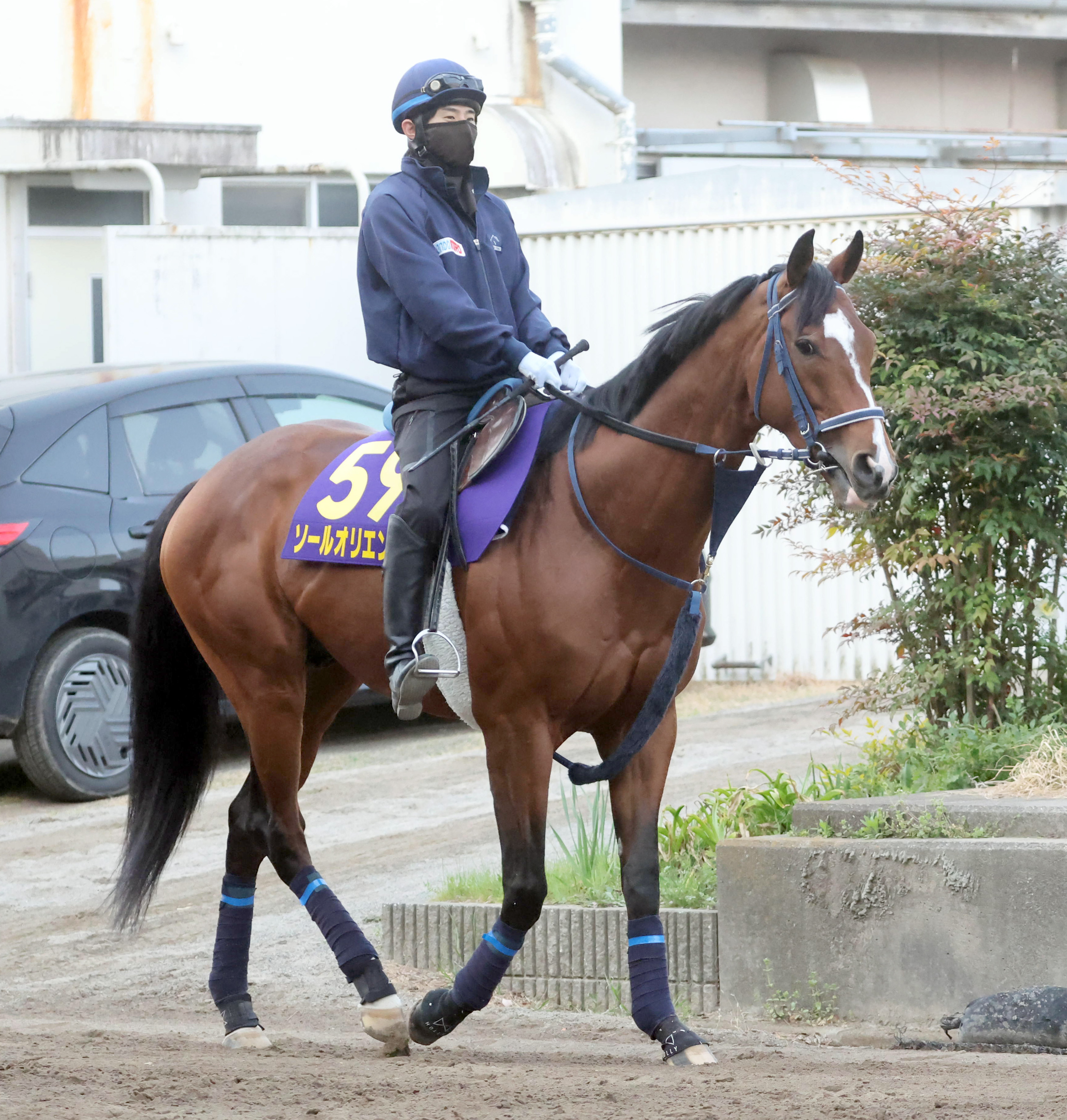 スピールフォーム　ウマ　馬 スピールフォームウマ馬