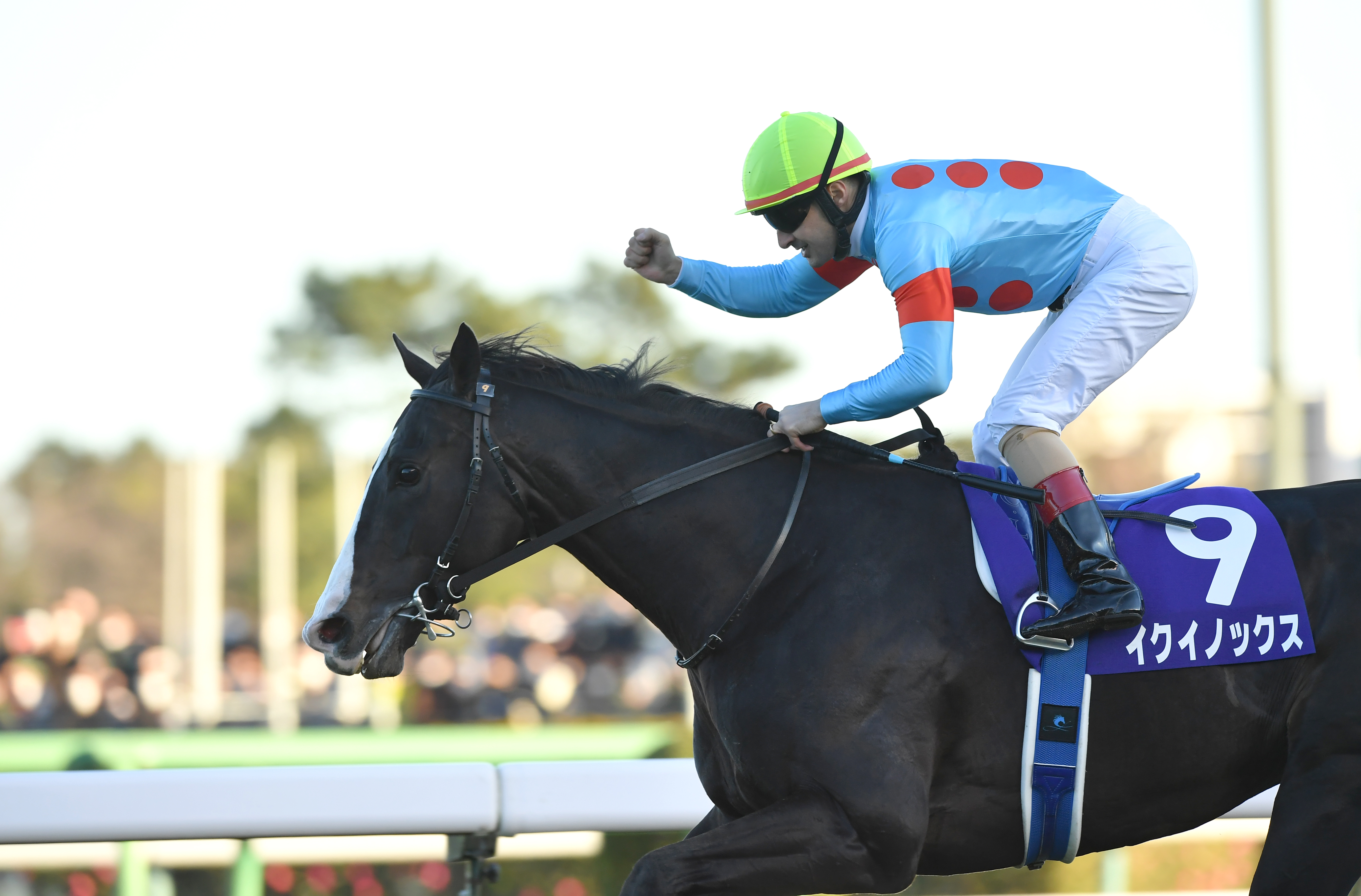 まねき馬倶楽部　年度代表馬・世界一sp 2508イクイノックス まねき馬倶楽部 年度代表馬・世界一sp 2508イクイノックス イク