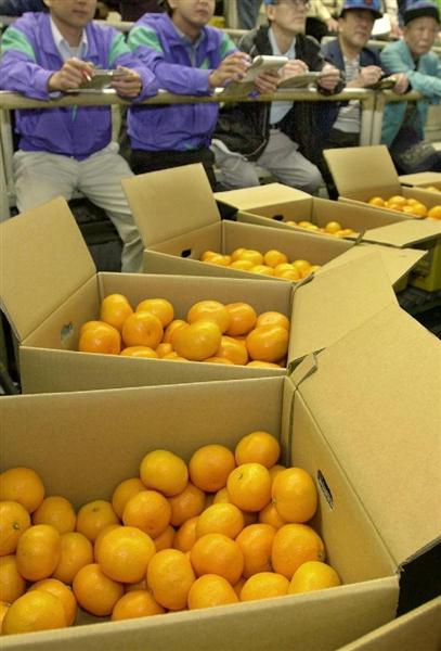 関西の議論】有田みかんのブランド偽装横行？「食べたらまずかった