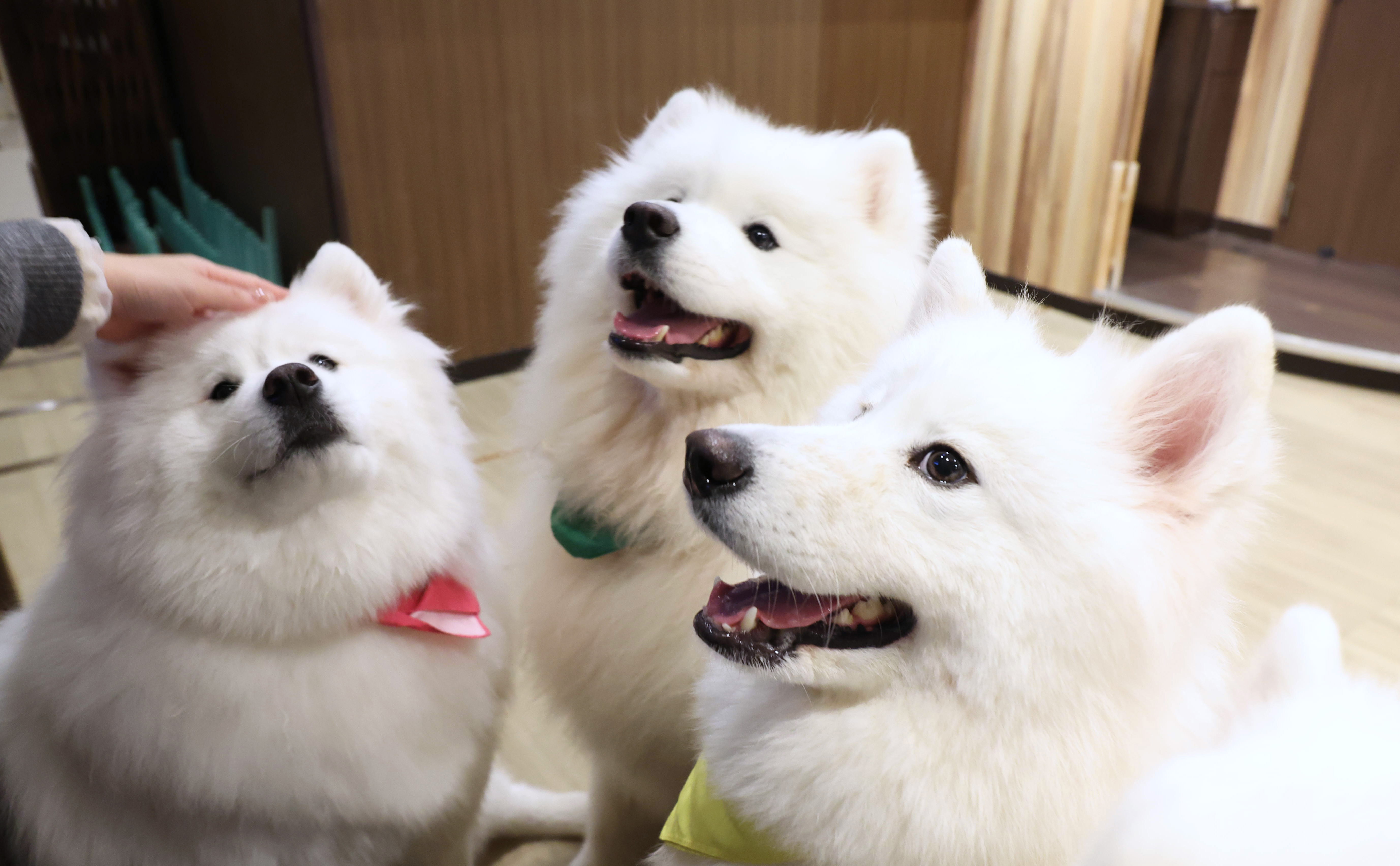 動画】いつでも笑顔、寒い冬もへっちゃらのモフモフ犬、サモエド