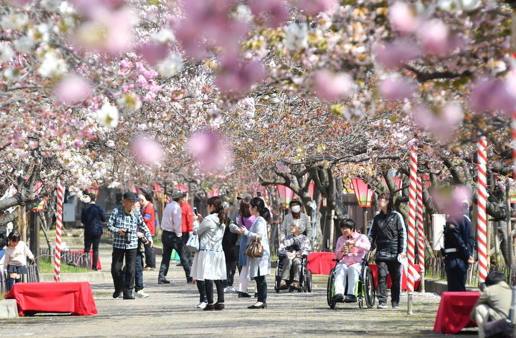 桜の通り抜け、一足早く 大阪造幣局 - 産経ニュース