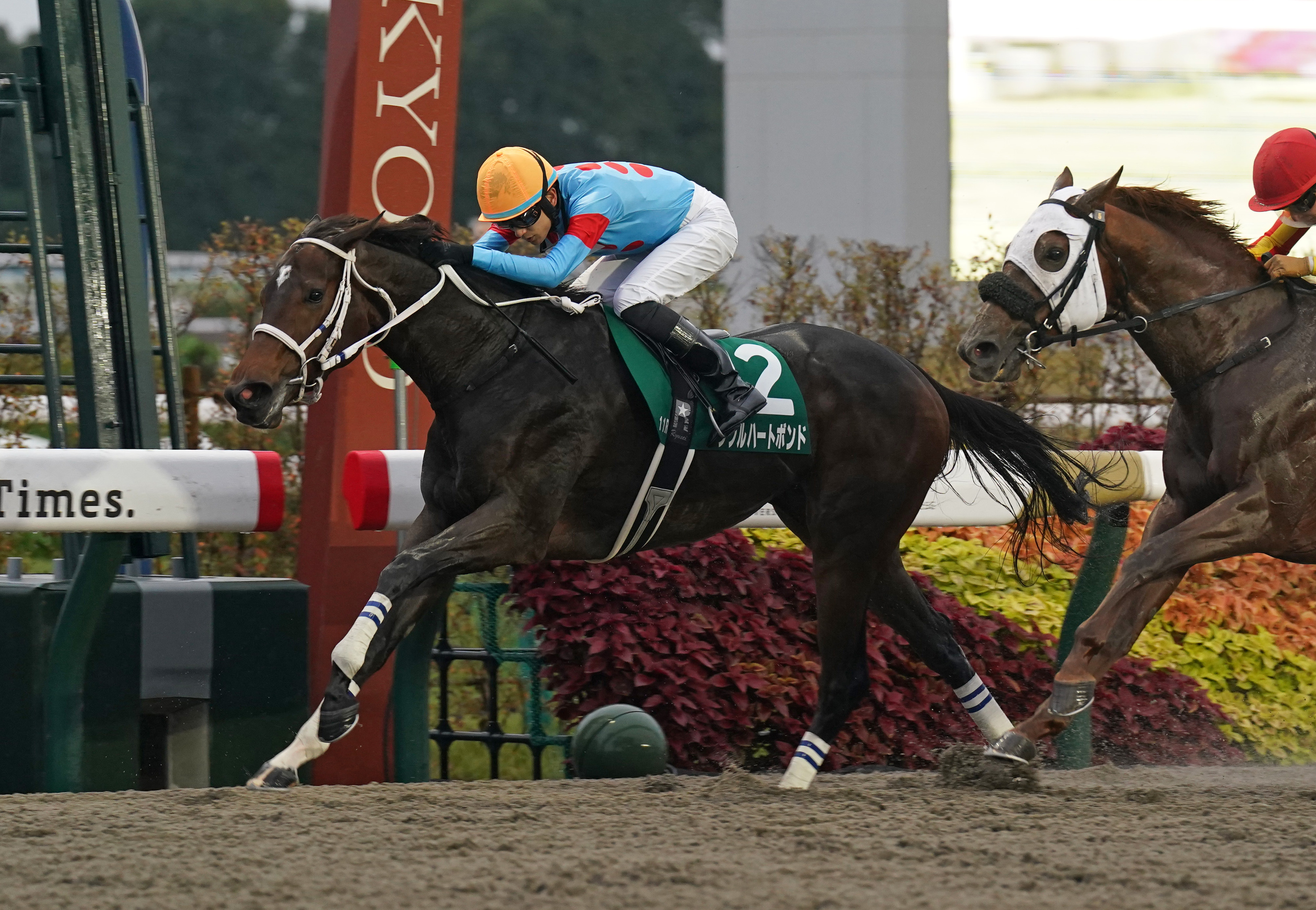 みやこS】ダブルハートボンド、重賞初勝利＆JRAレコードのダブル勲章