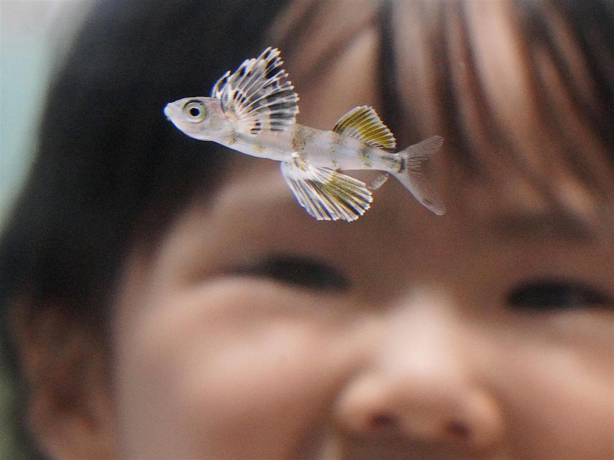 フォトギャラリー 動画 羽広げ泳ぐ姿 まるで蝶 ニフレルにトビウオの赤ちゃん 産経ニュース