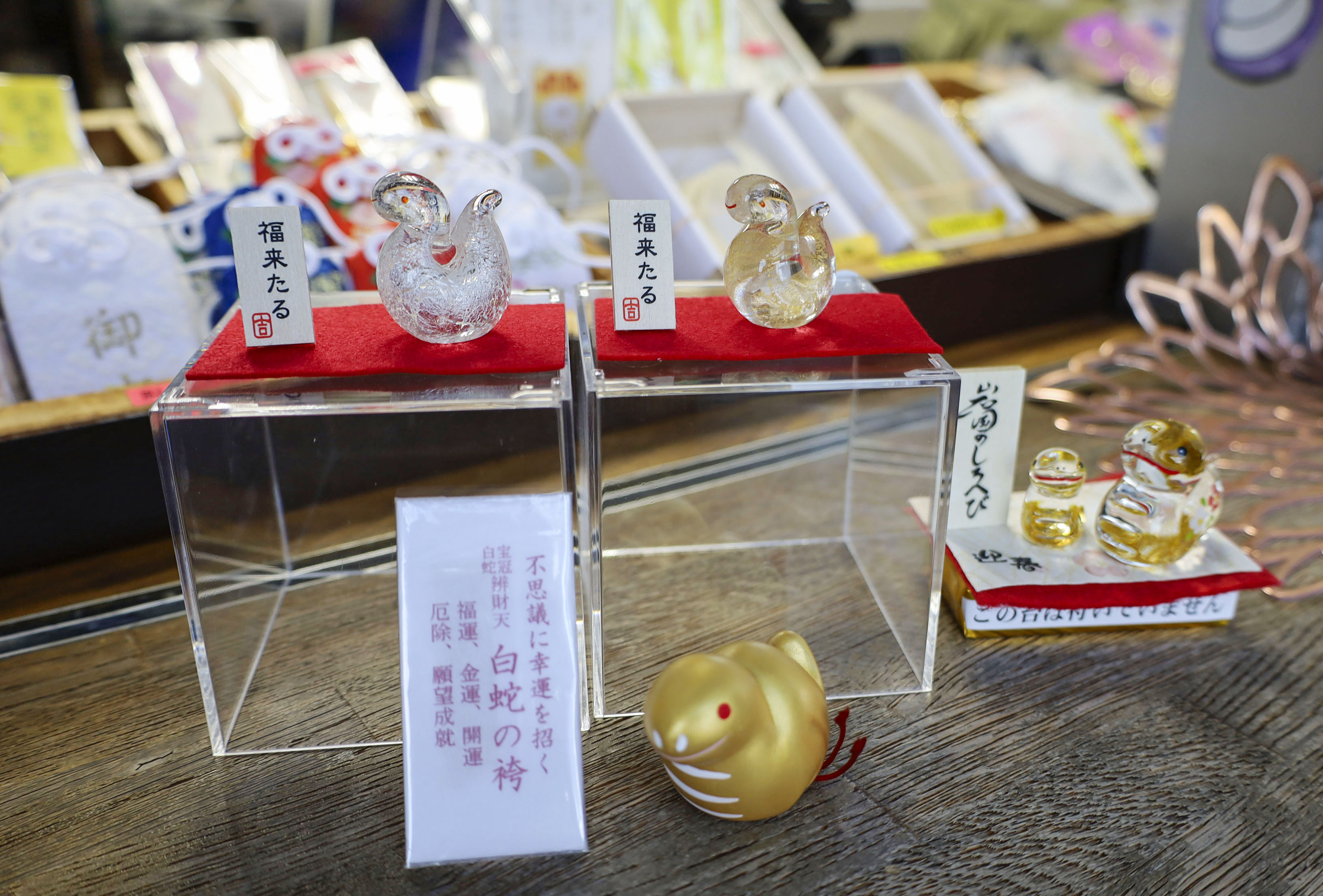 天然記念物指定100年、巳年に幸運呼ぶ「岩国のシロヘビ」 「12年に1度